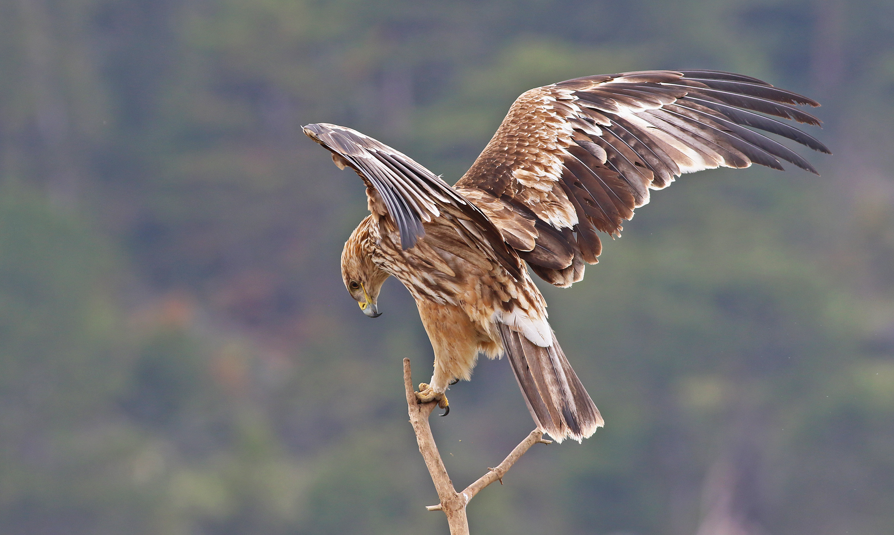 Imperial Eagle — Ana fotoğraf