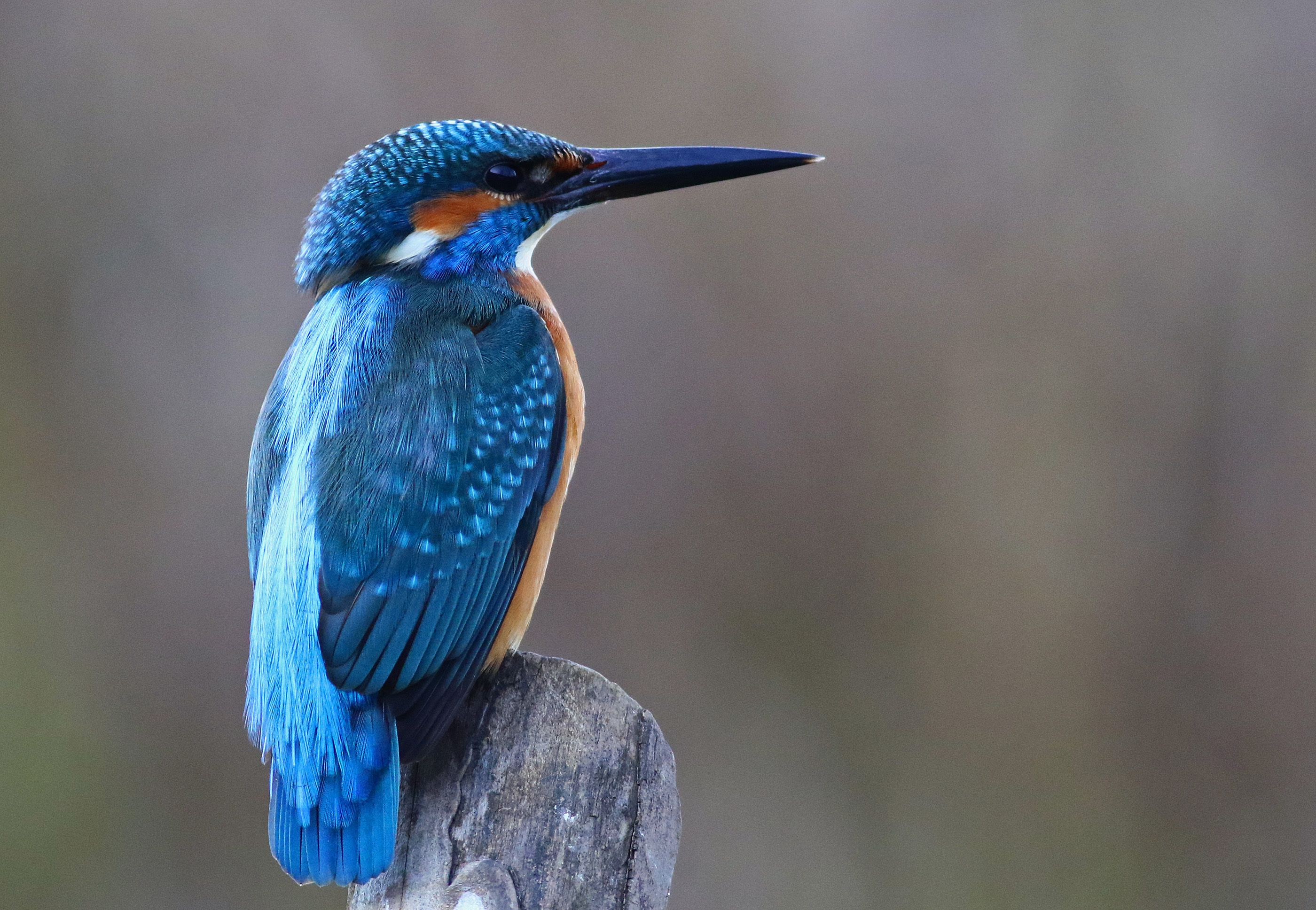 Common Kingfisher