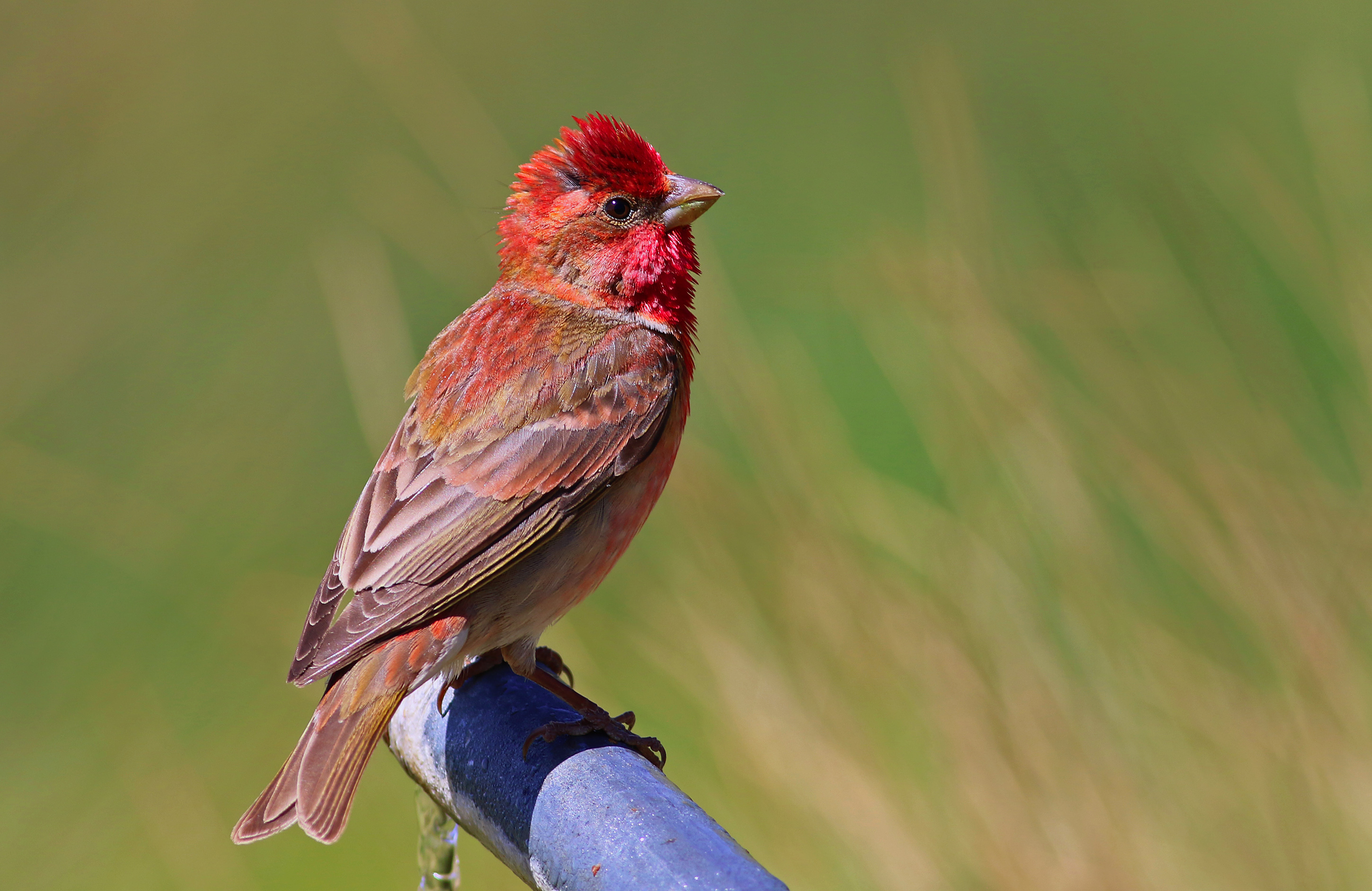 Common Rosefinch