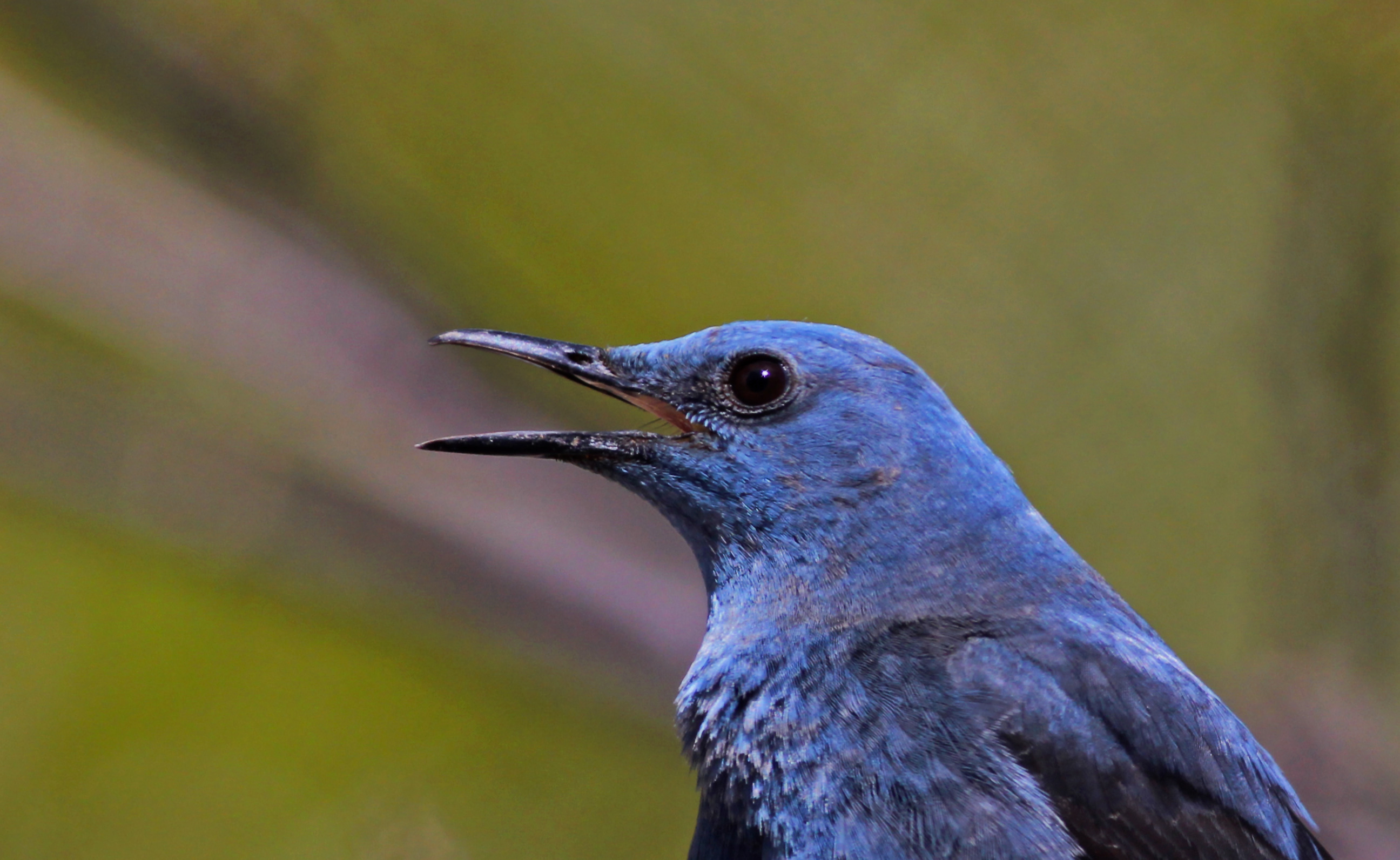 Blue Rock-Thrush — Ana fotoğraf