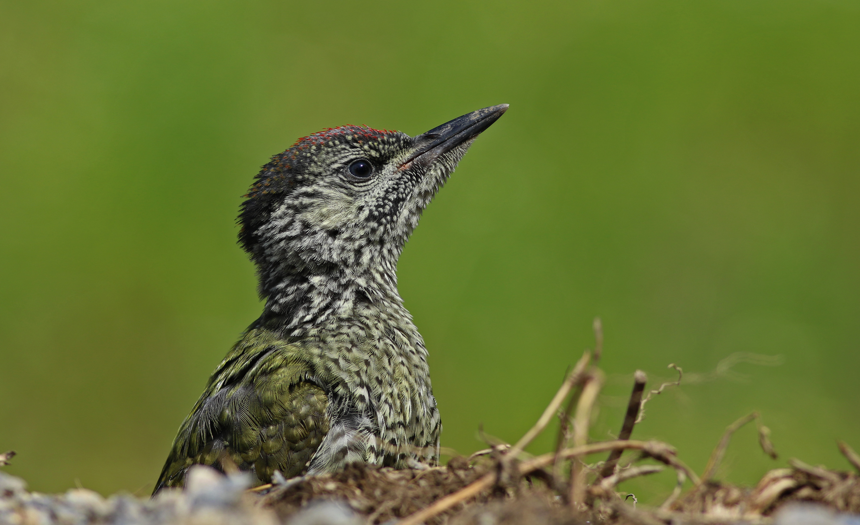 Eurasian Green Woodpecker