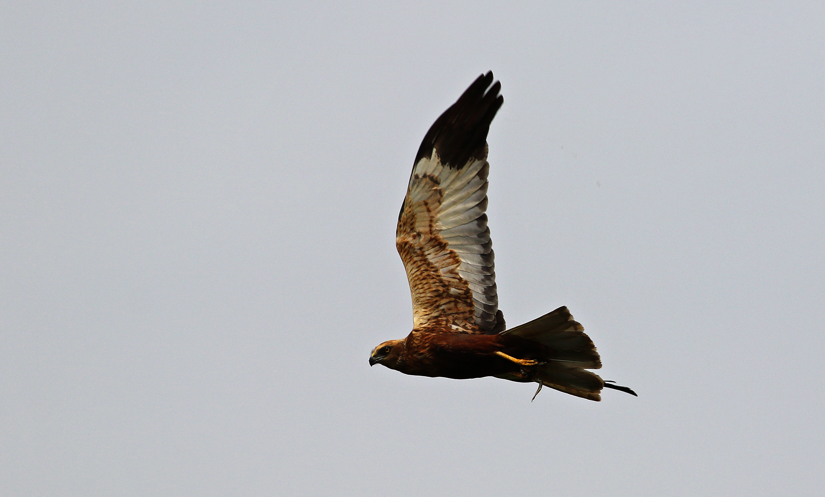 Eurasian Marsh-Harrier