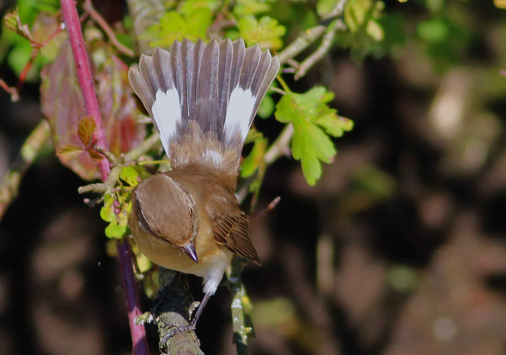 Red-breasted Flycatcher