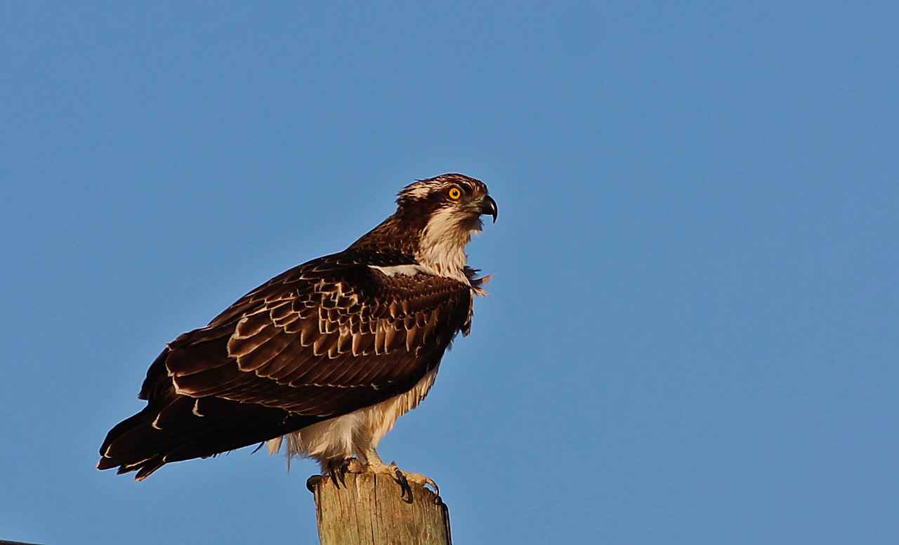 Osprey