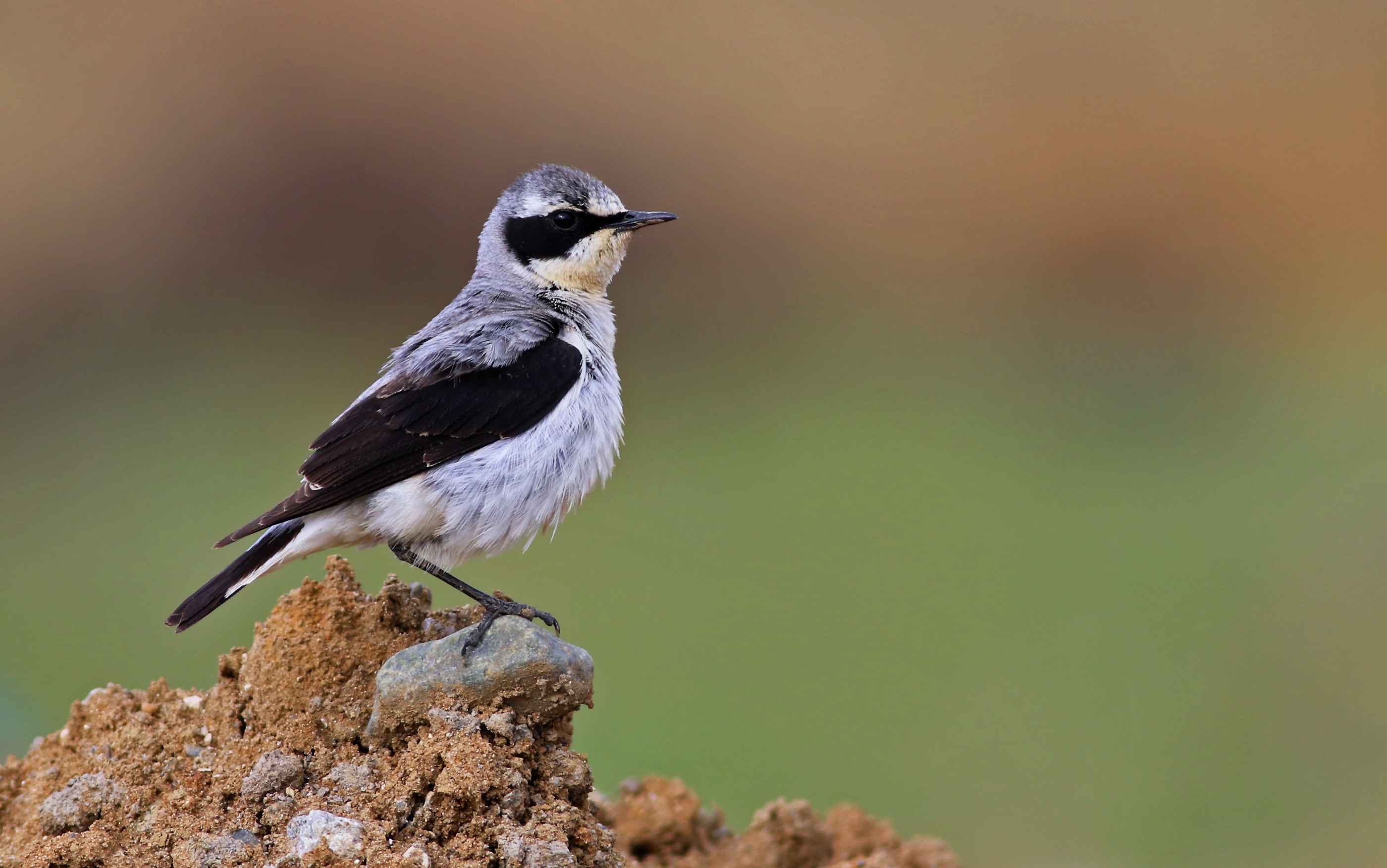 Northern Wheatear