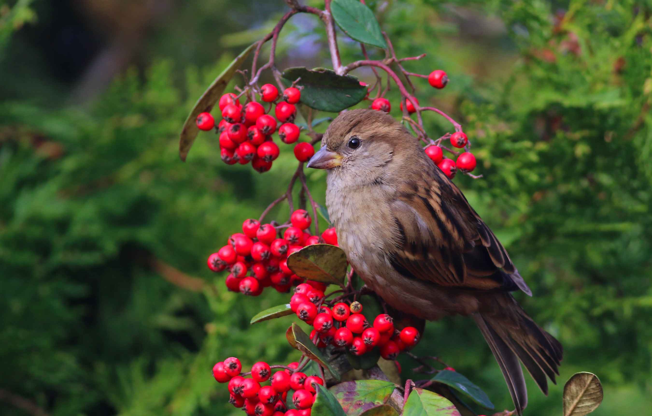 House Sparrow