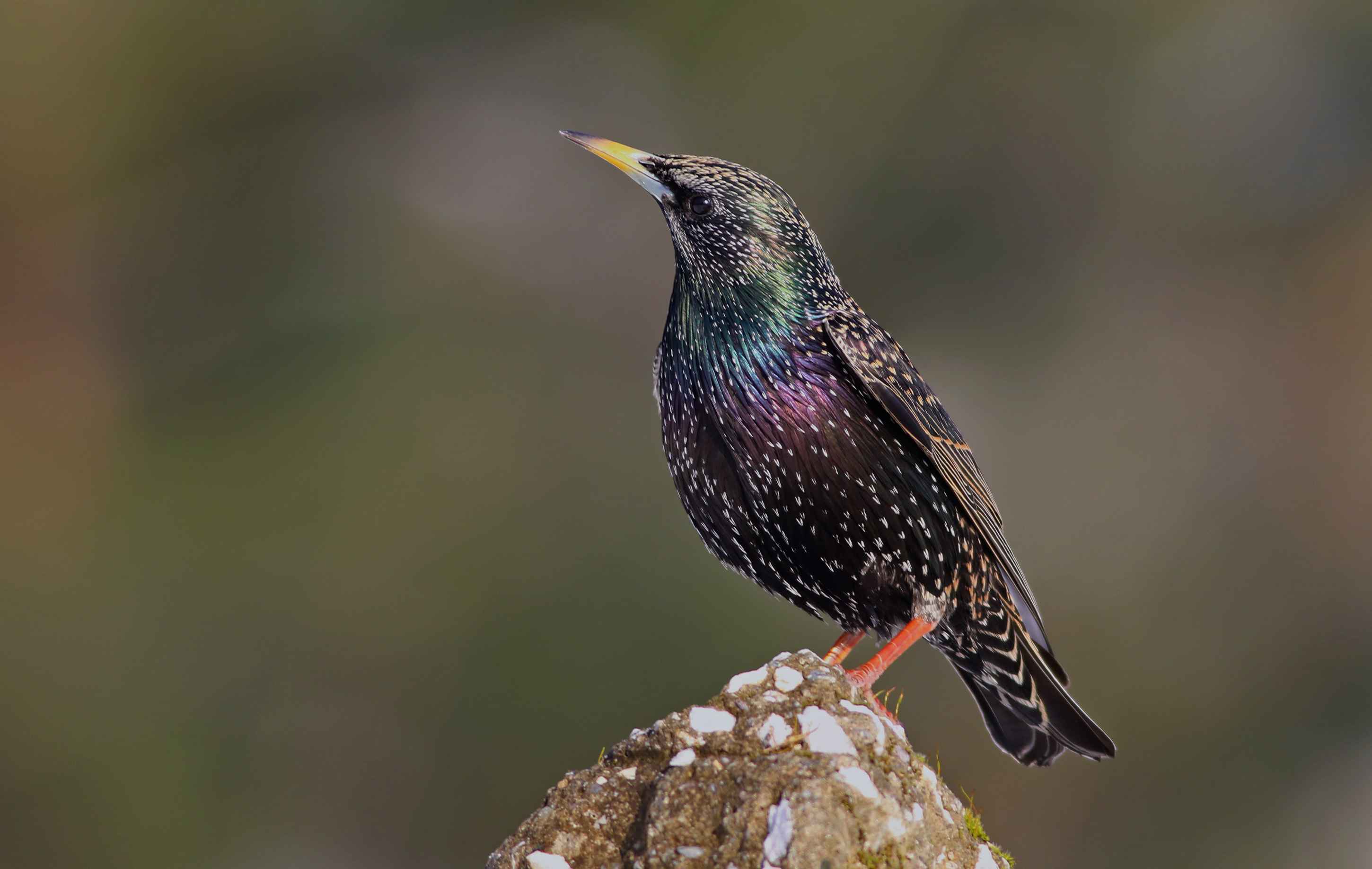 European Starling