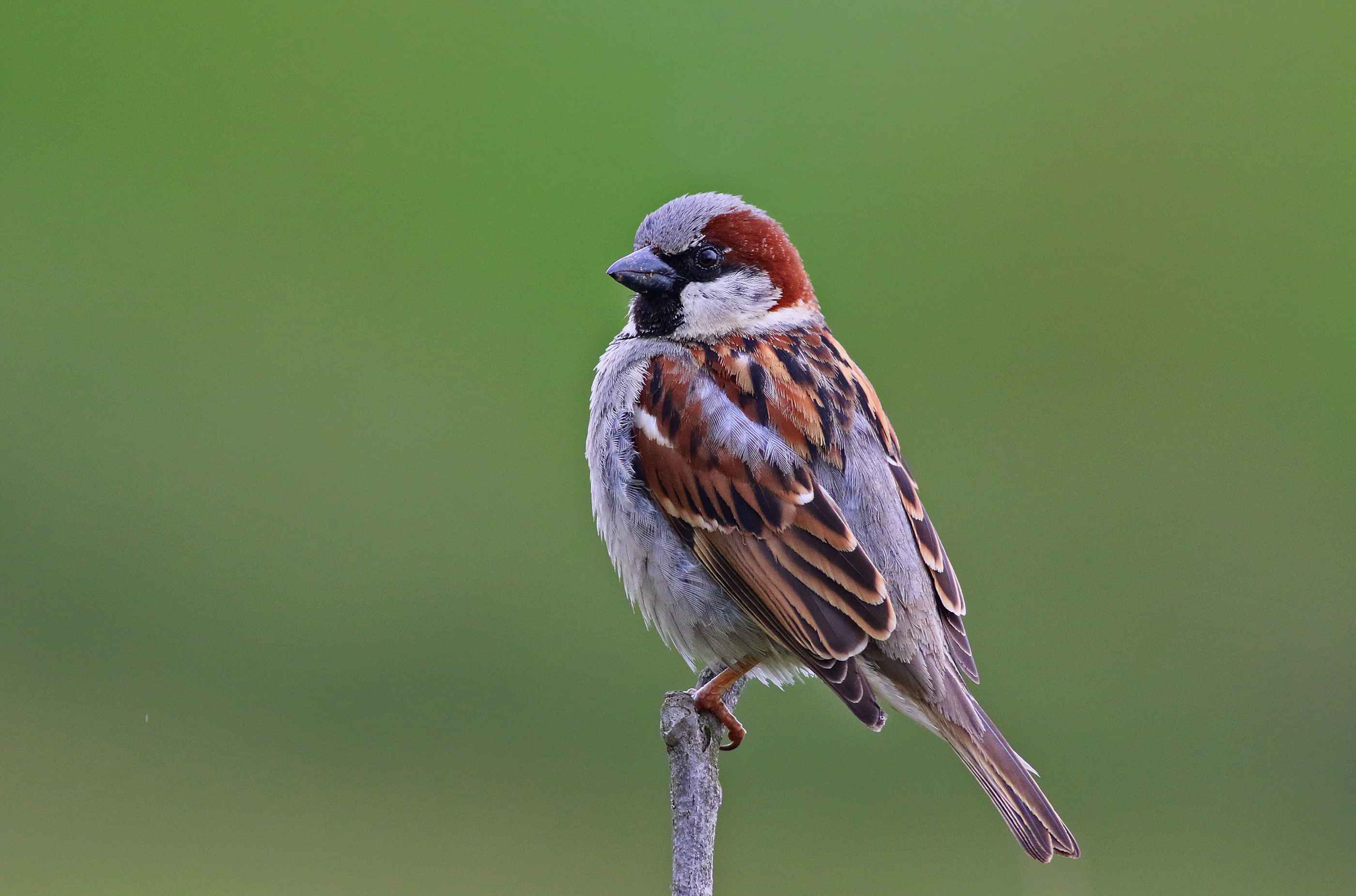 House Sparrow