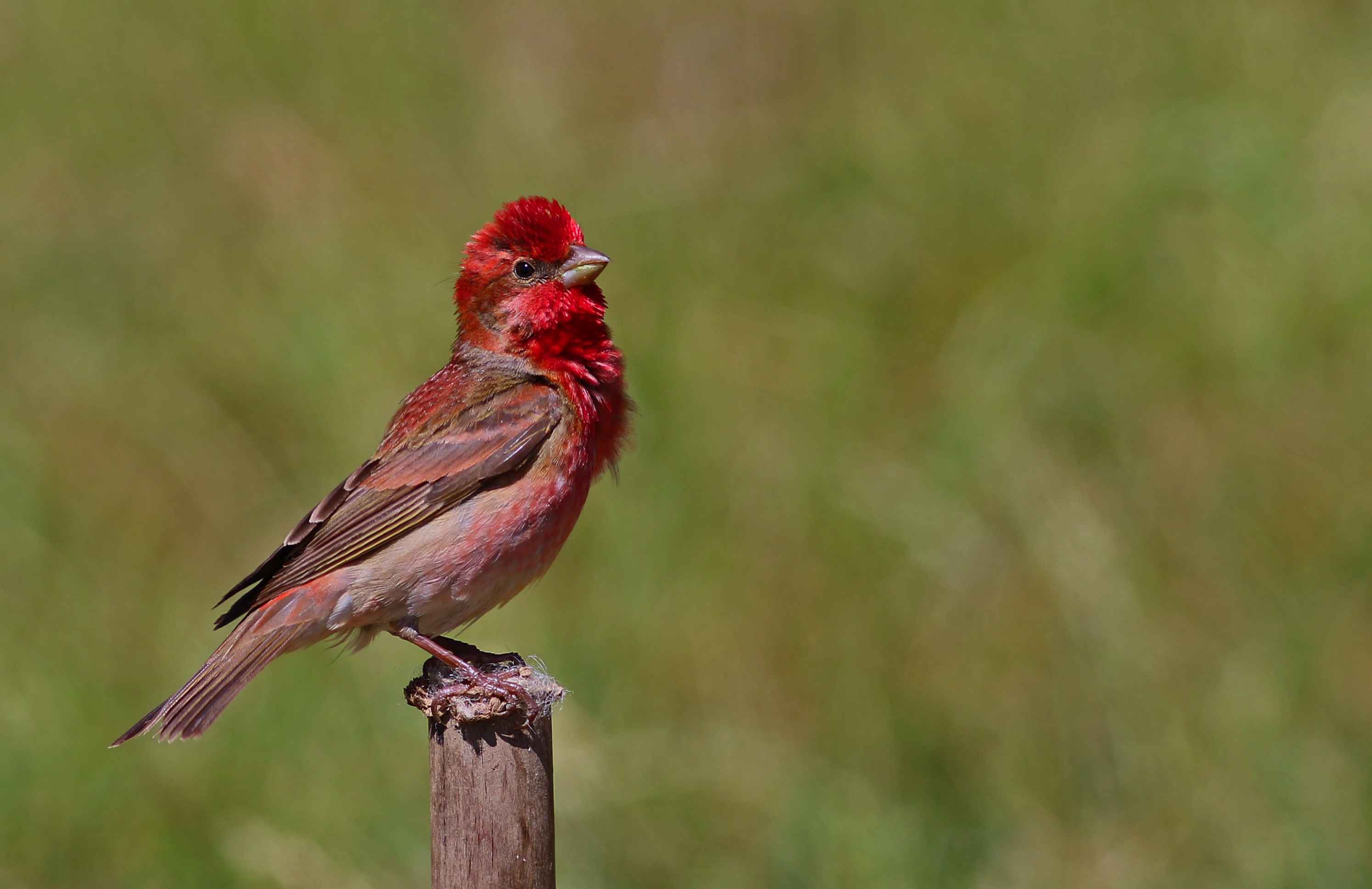 Common Rosefinch