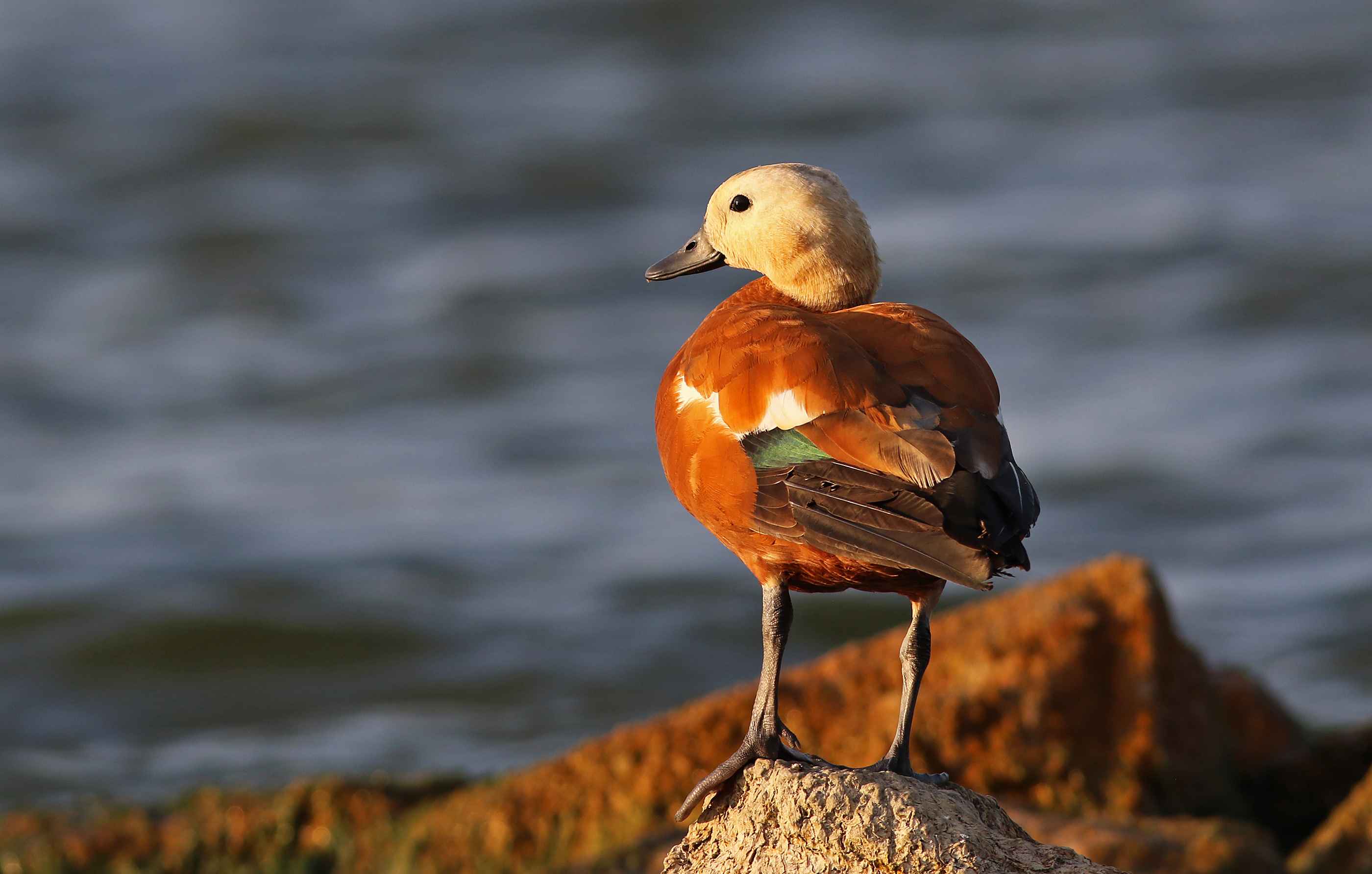 Ruddy Shelduck