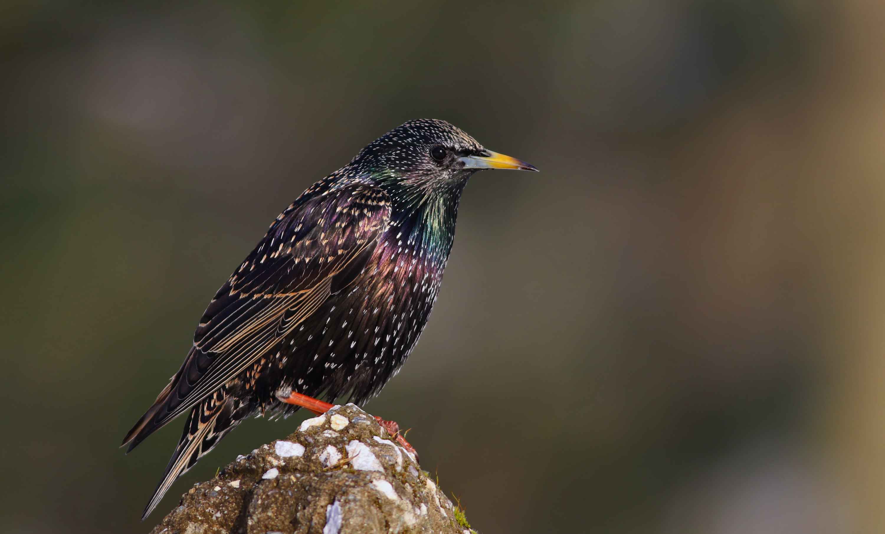 European Starling
