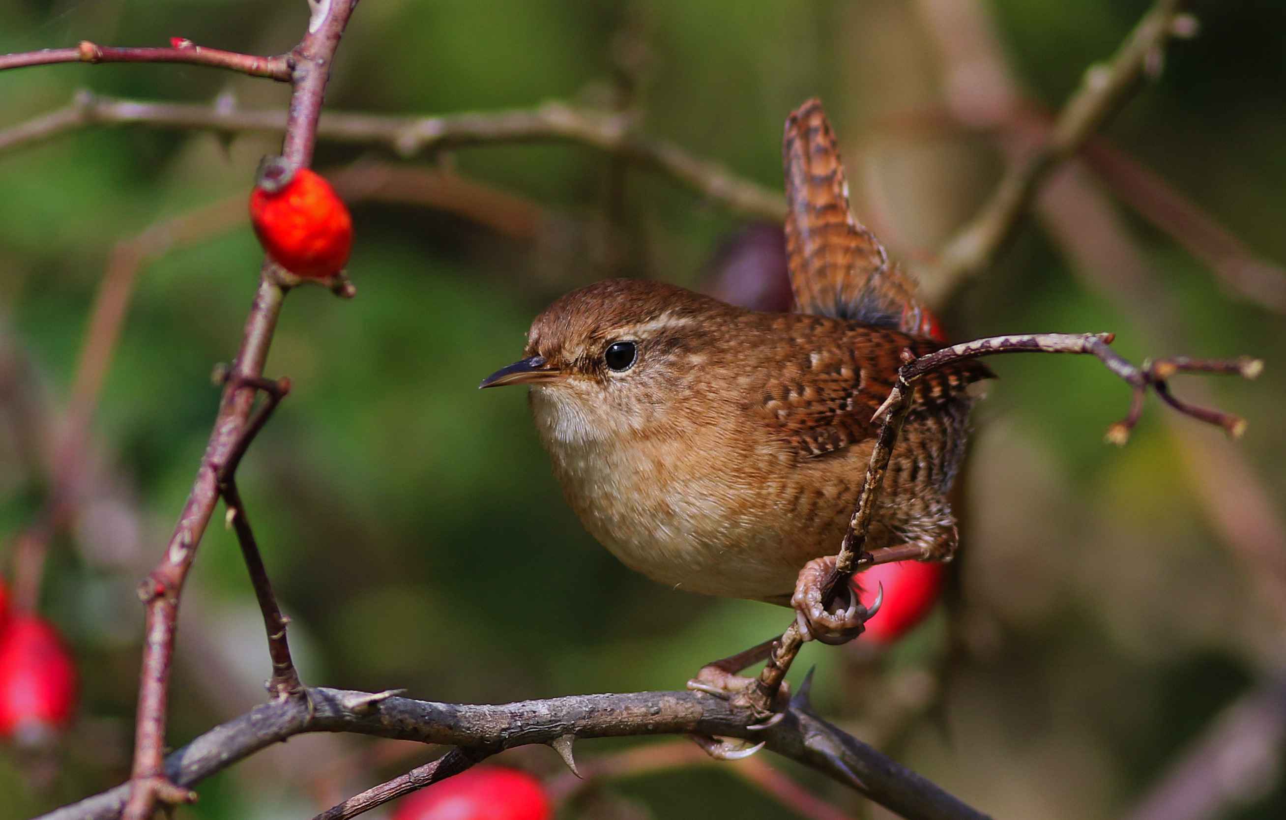Eurasian Wren