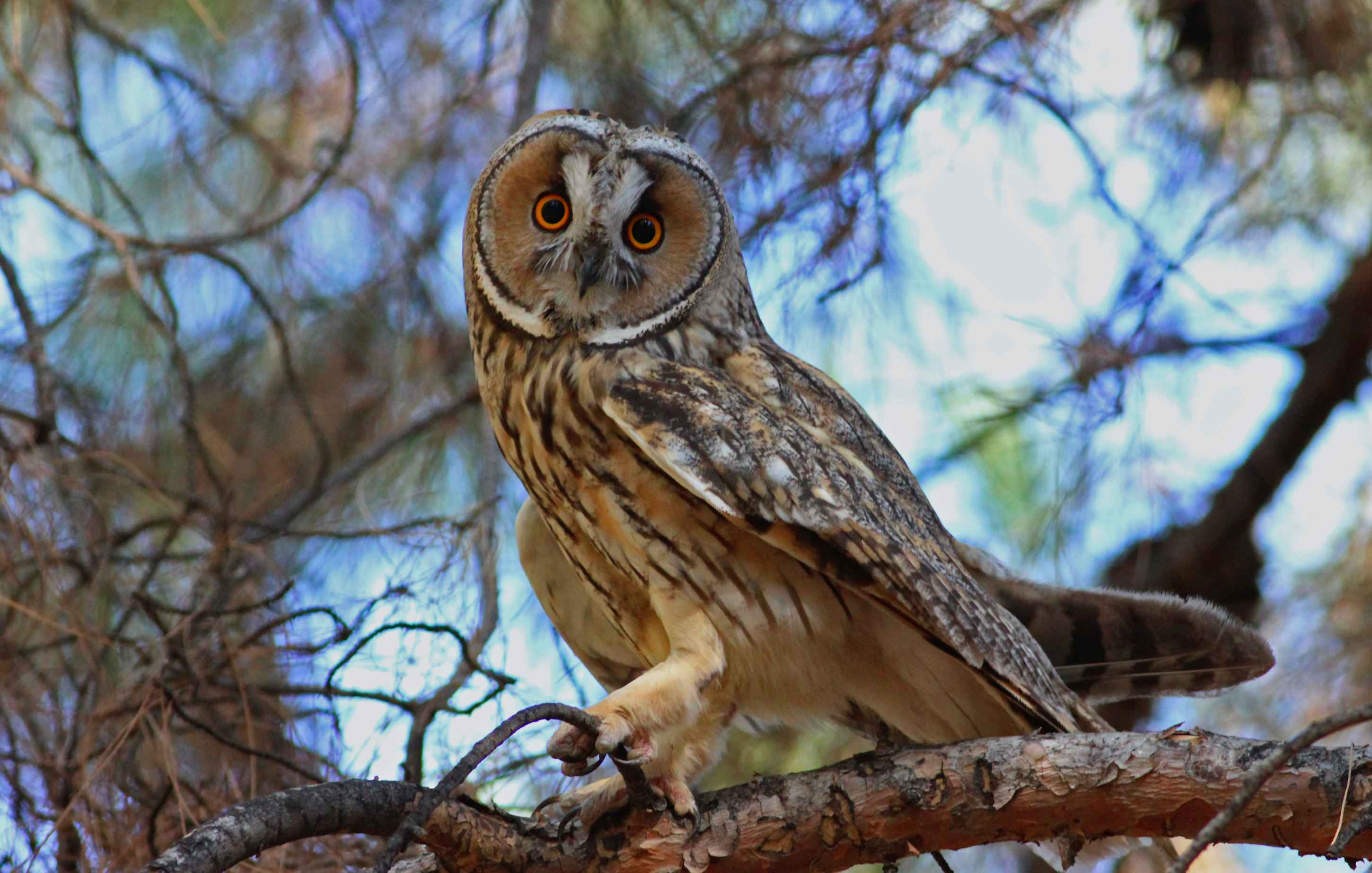 Long-eared Owl