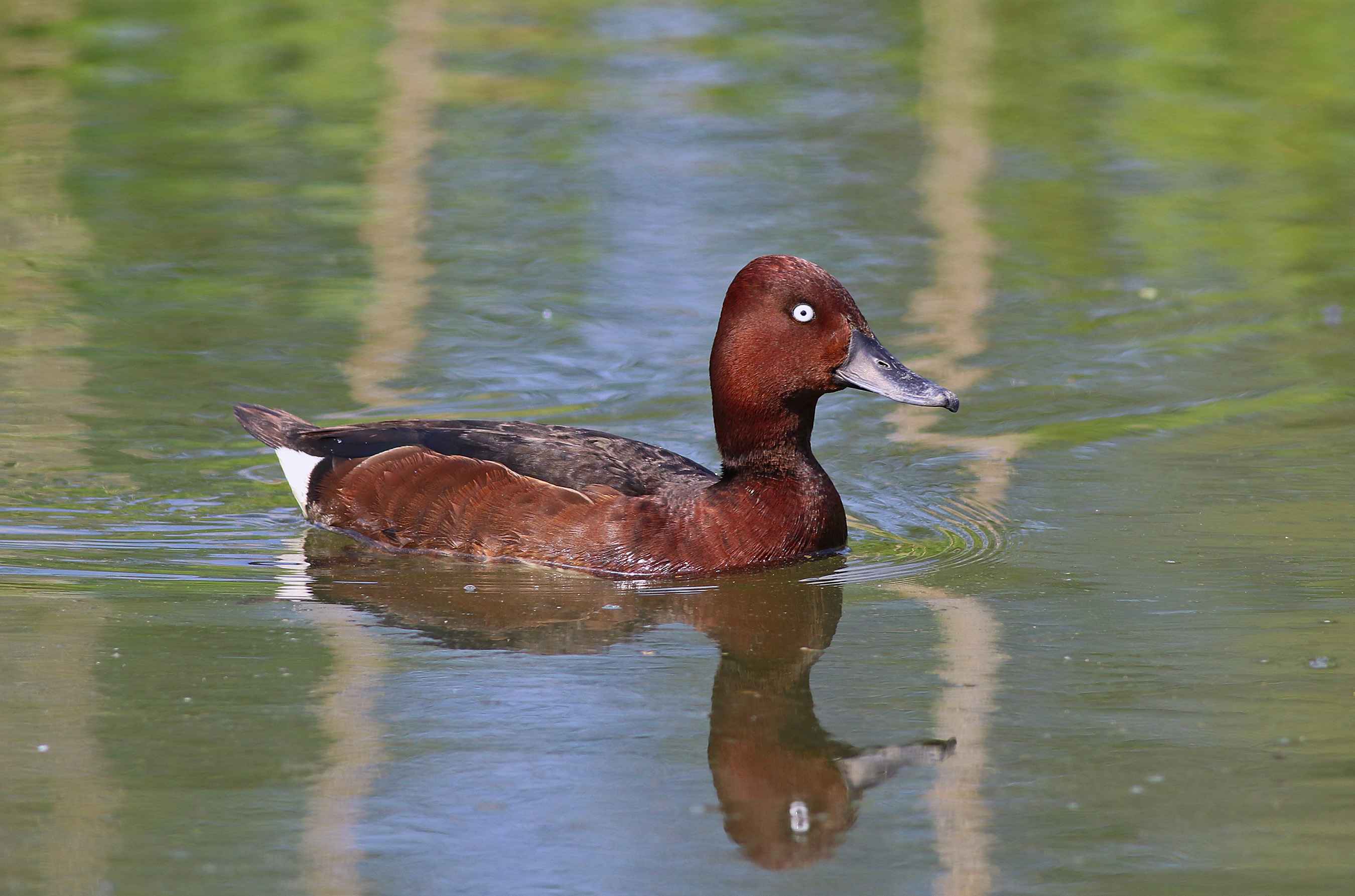 Ferruginous Duck