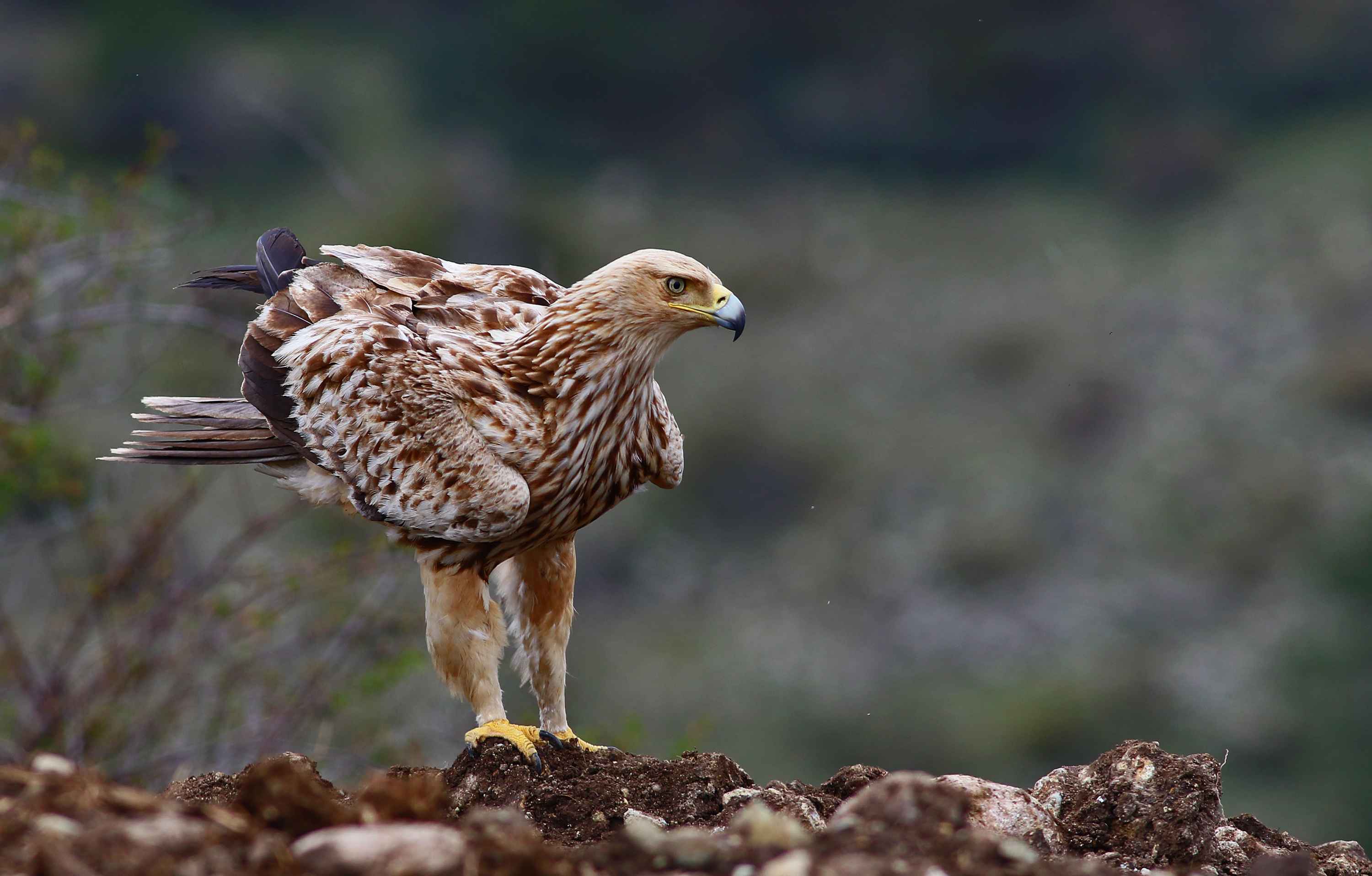 Şah kartal