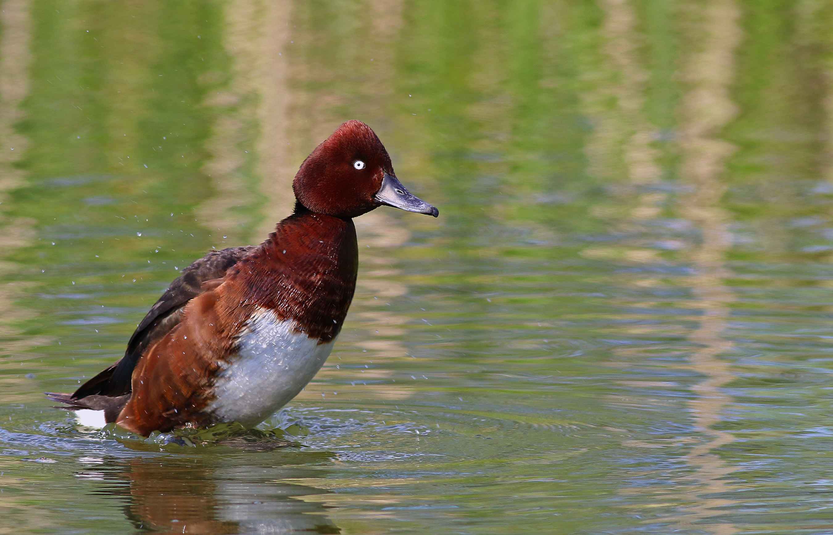 Ferruginous Duck