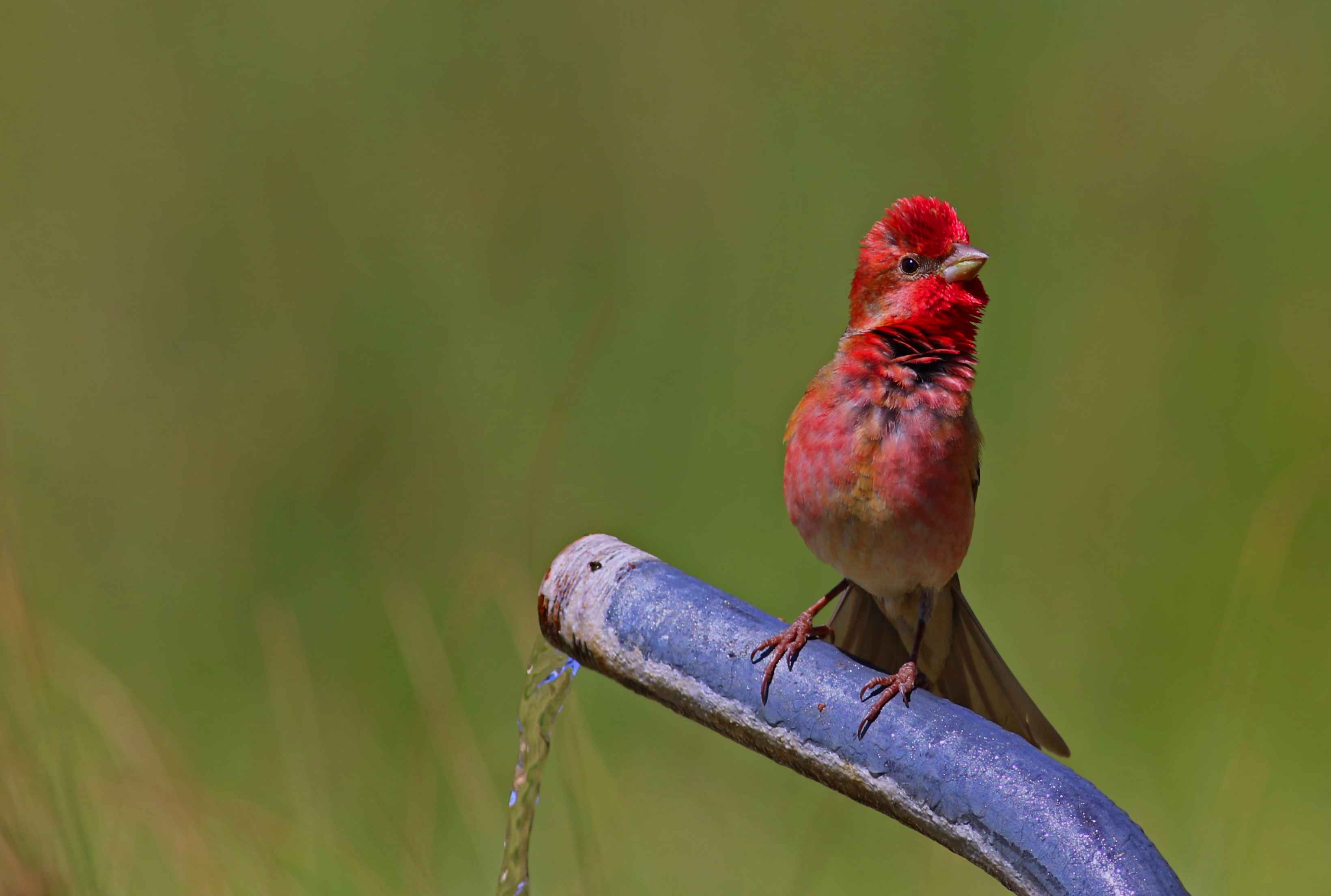 Common Rosefinch