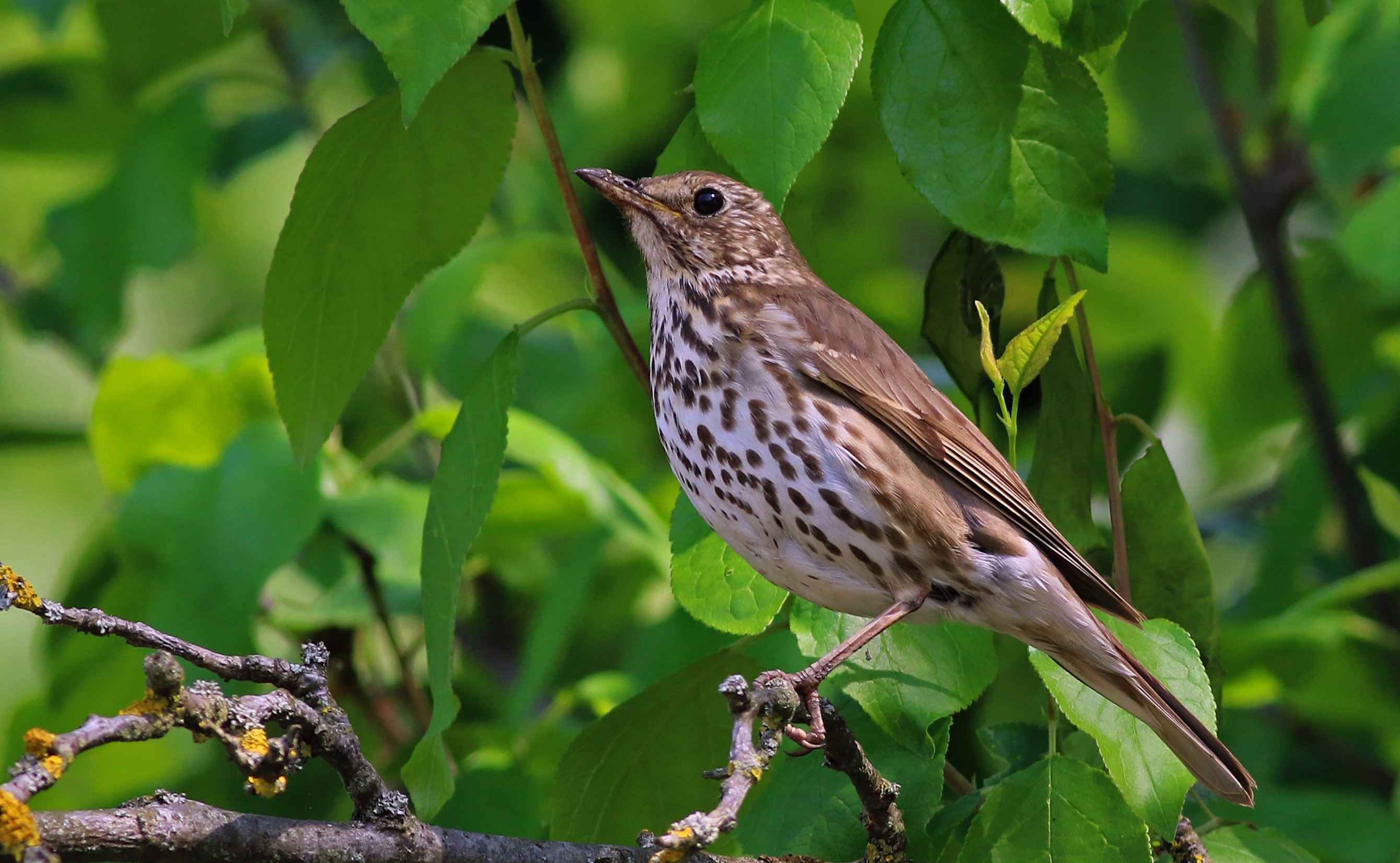 Song Thrush