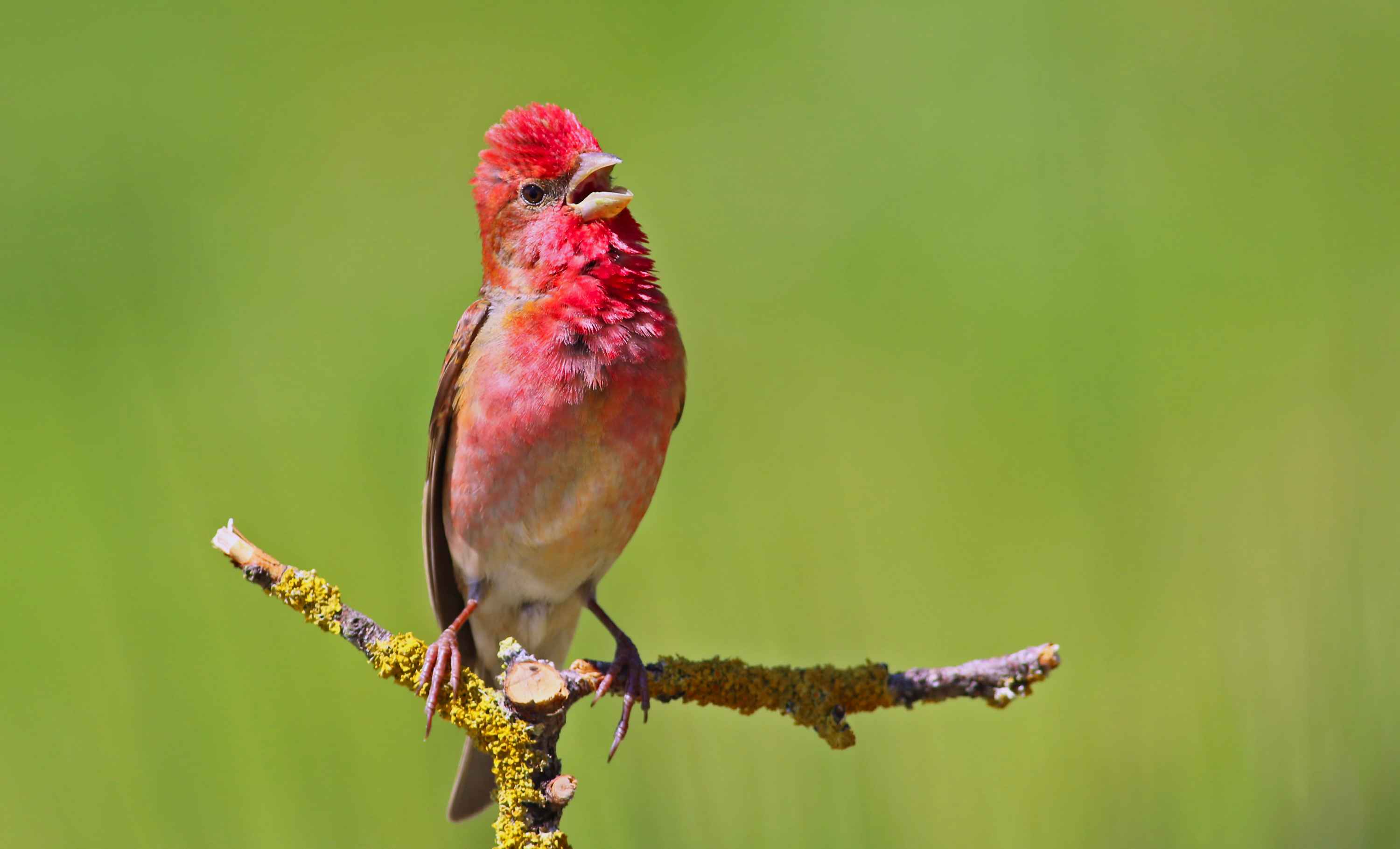 Common Rosefinch