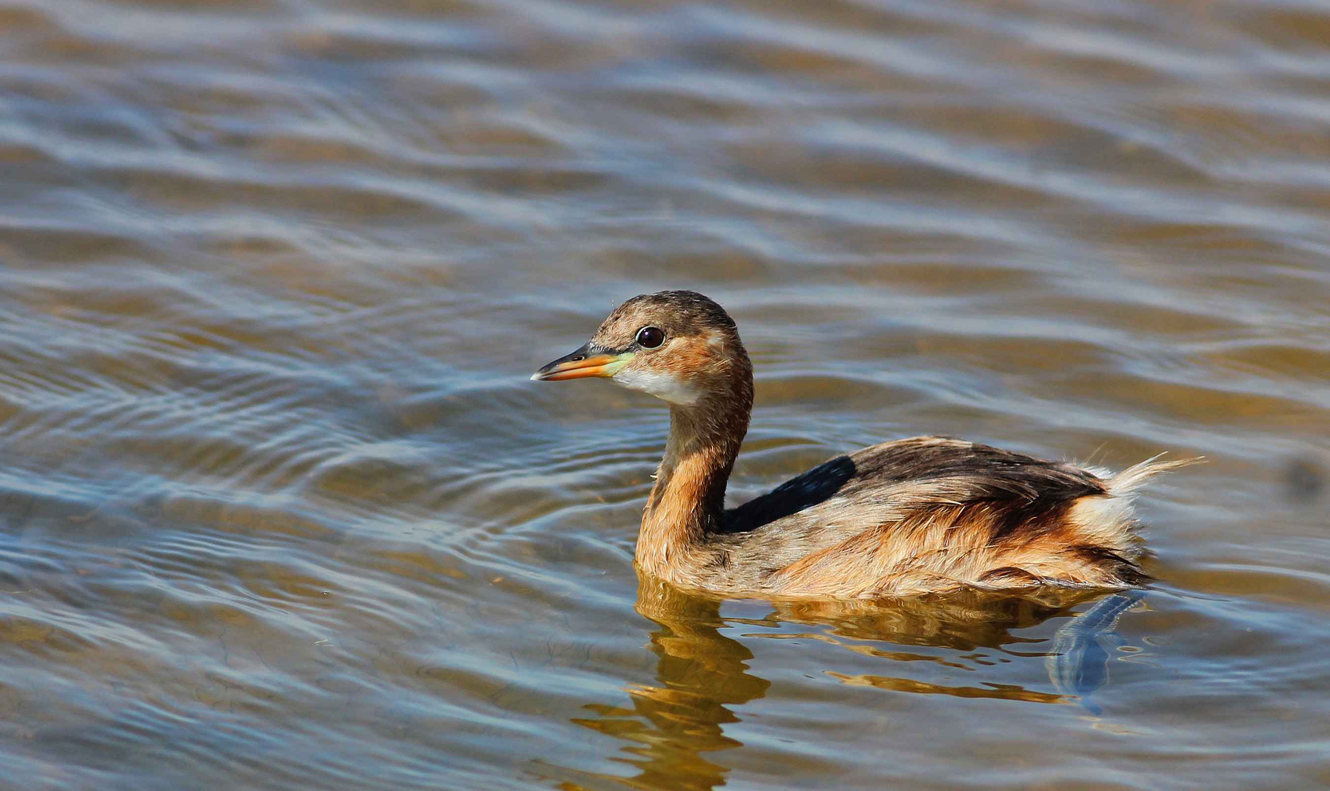 Little Grebe