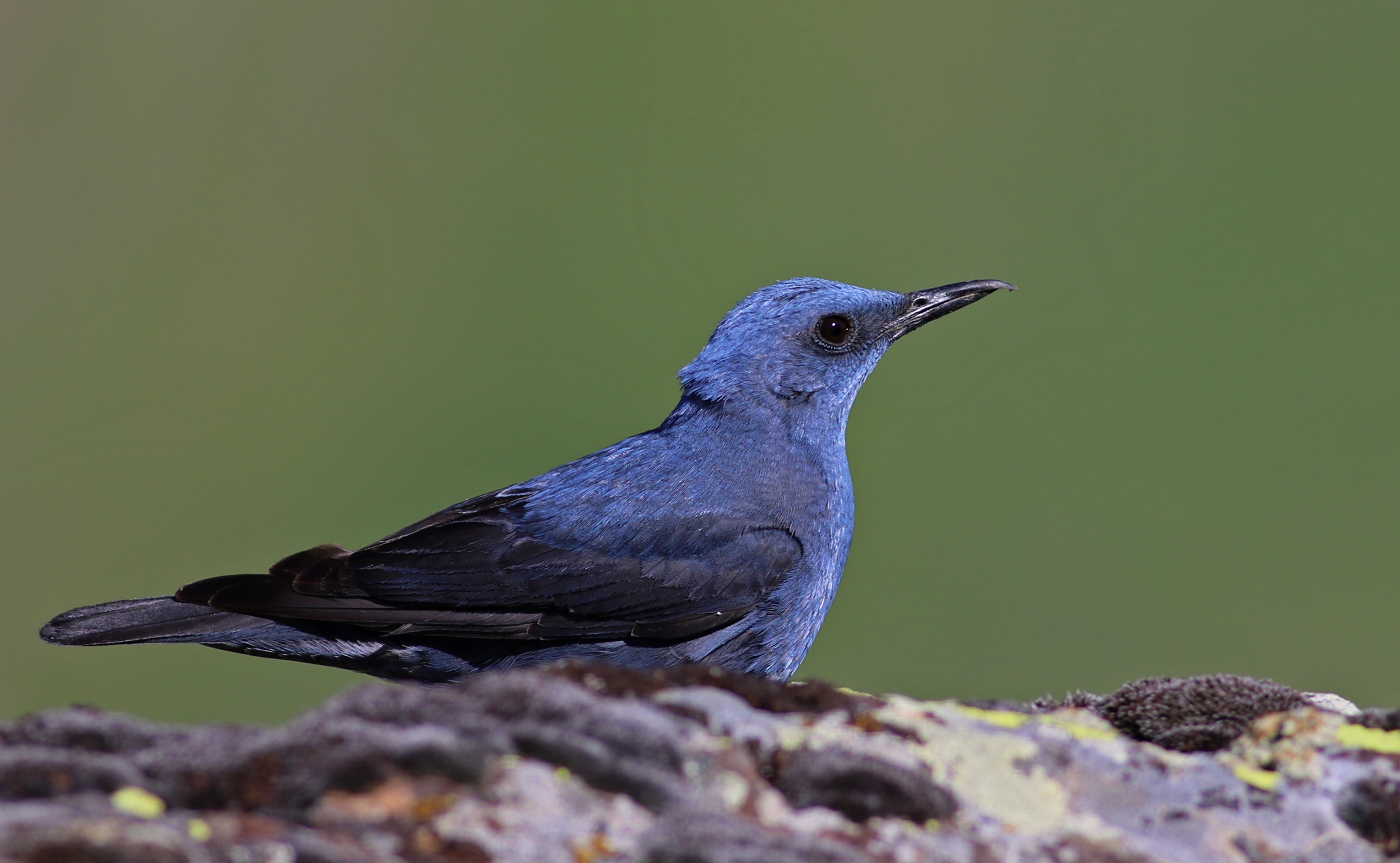 Blue Rock-Thrush — Ana fotoğraf