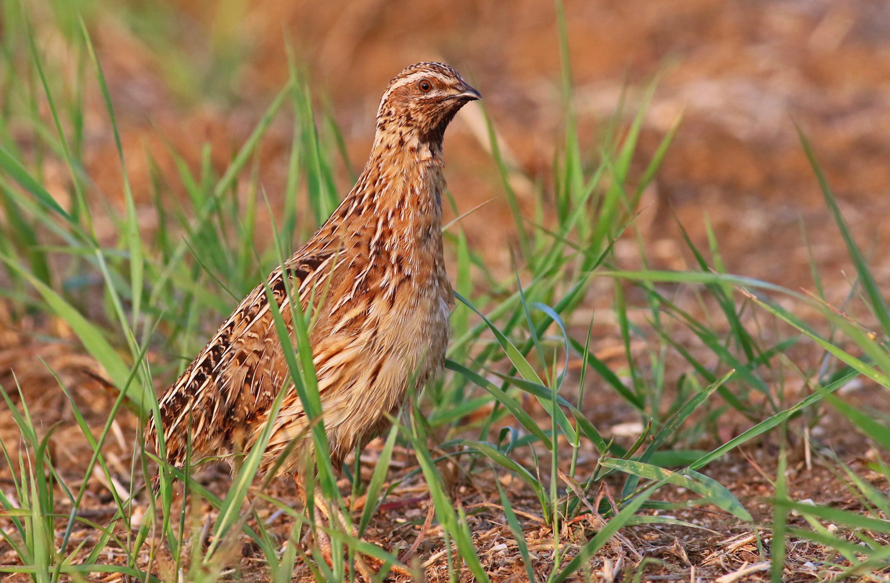 Common Quail