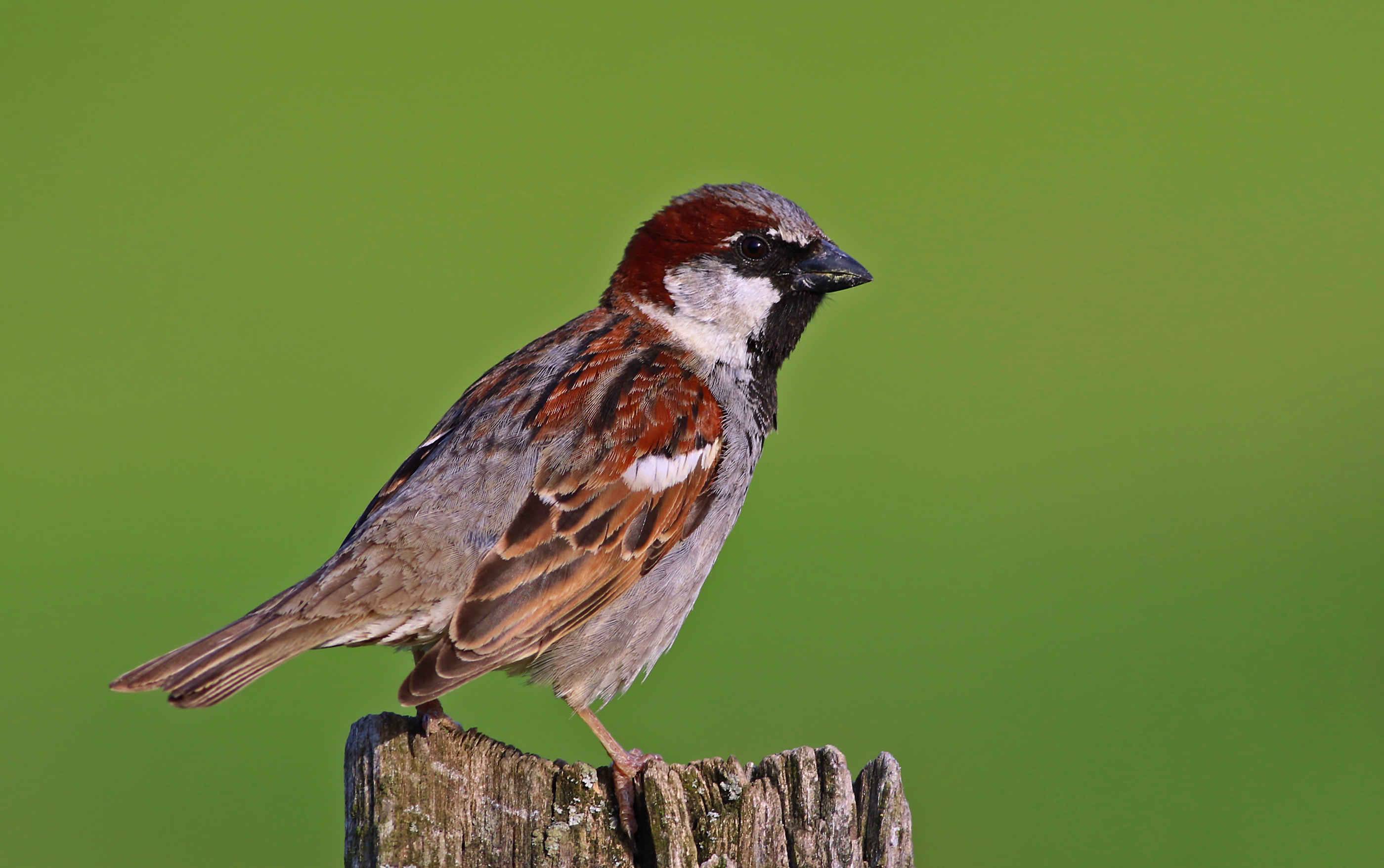 House Sparrow