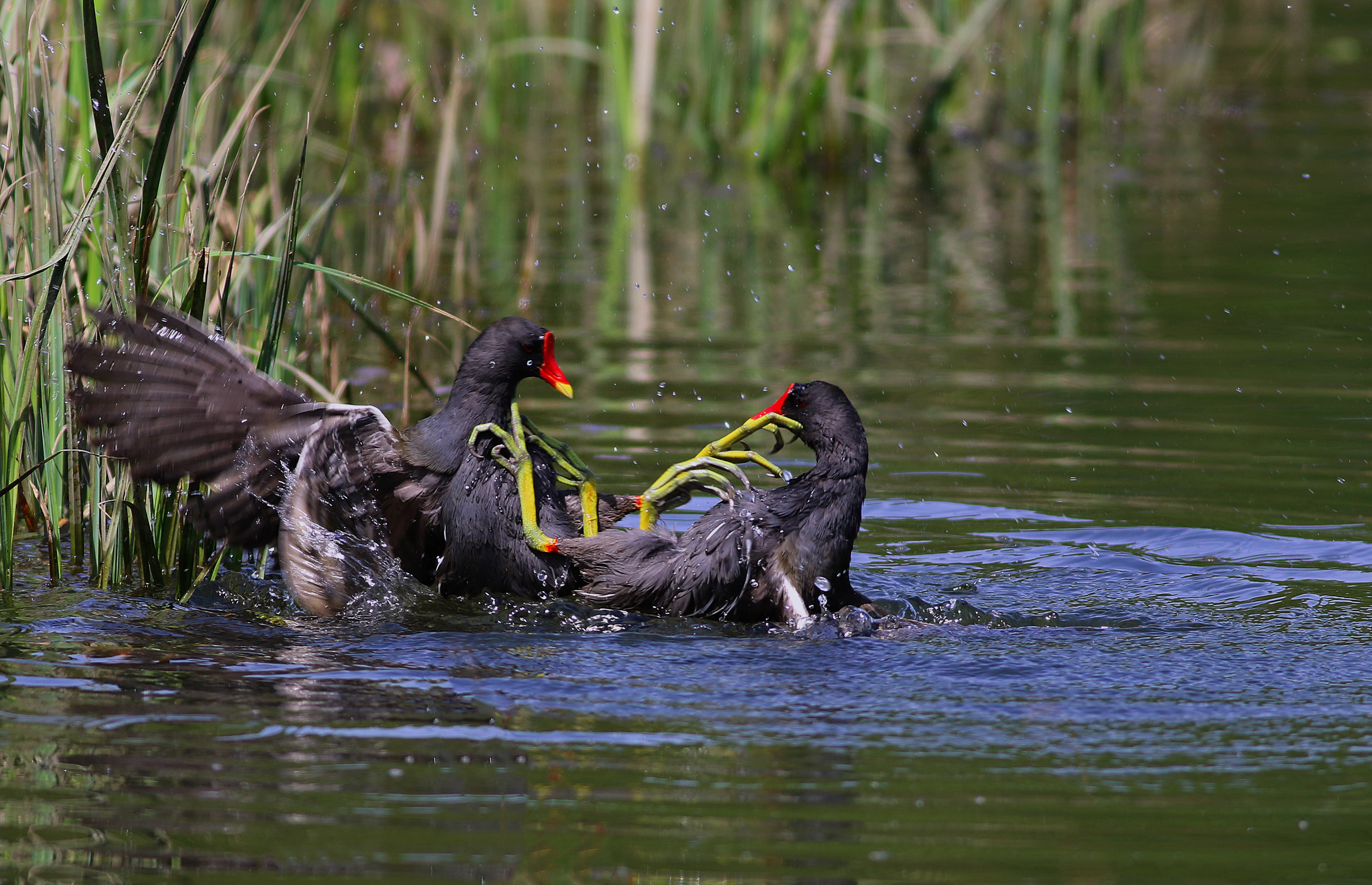 Eurasian Moorhen