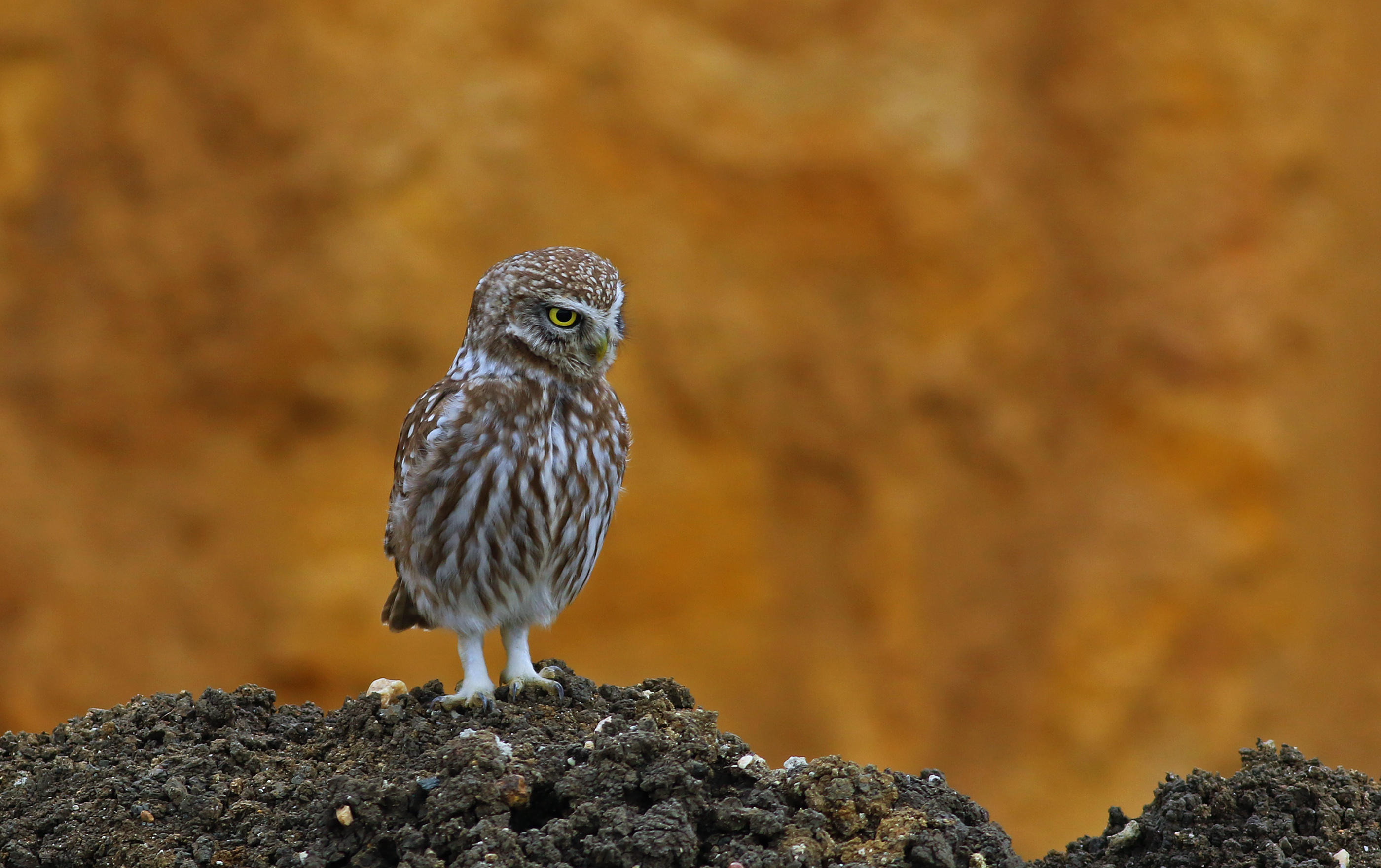 Little Owl