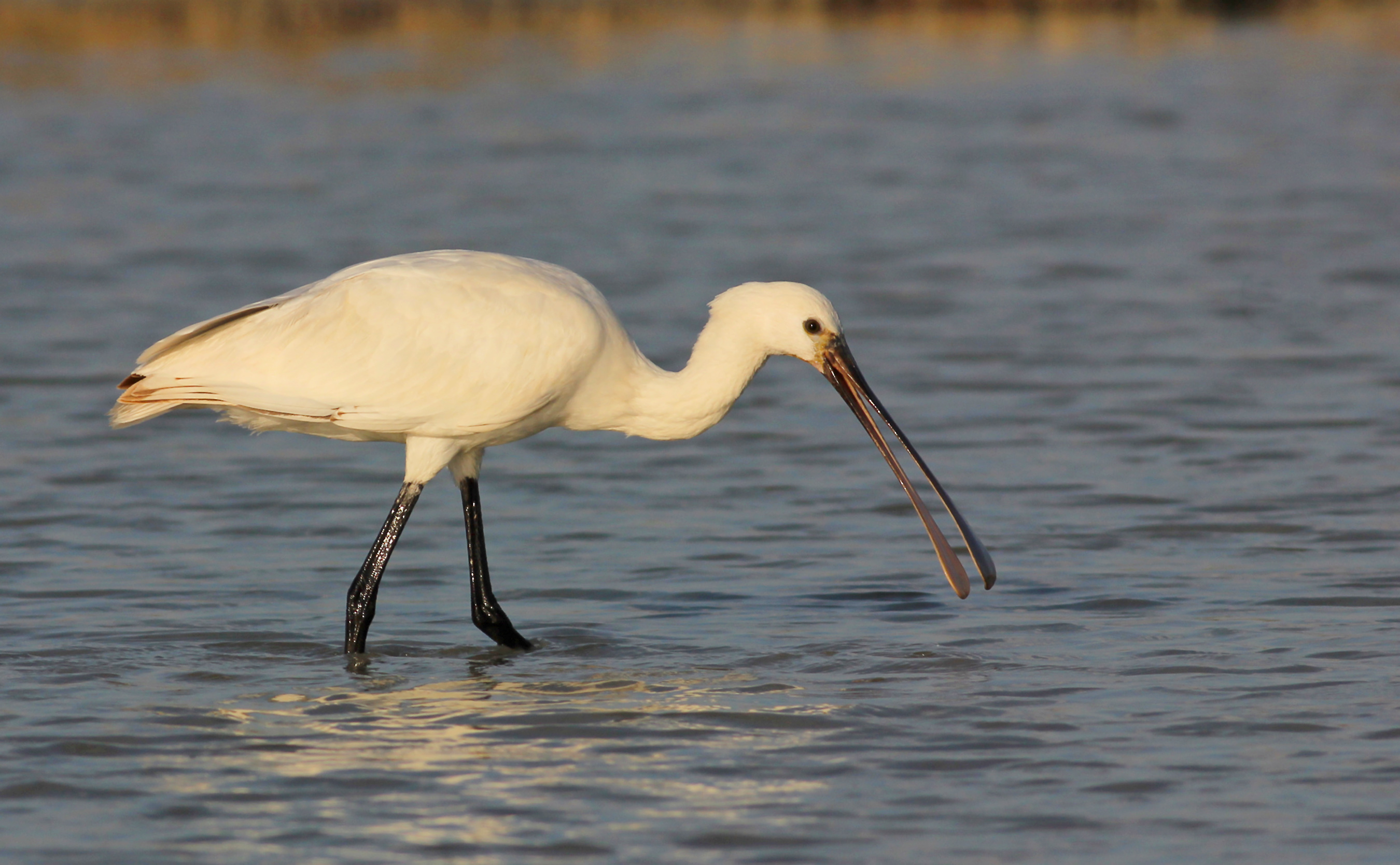 Eurasian Spoonbill