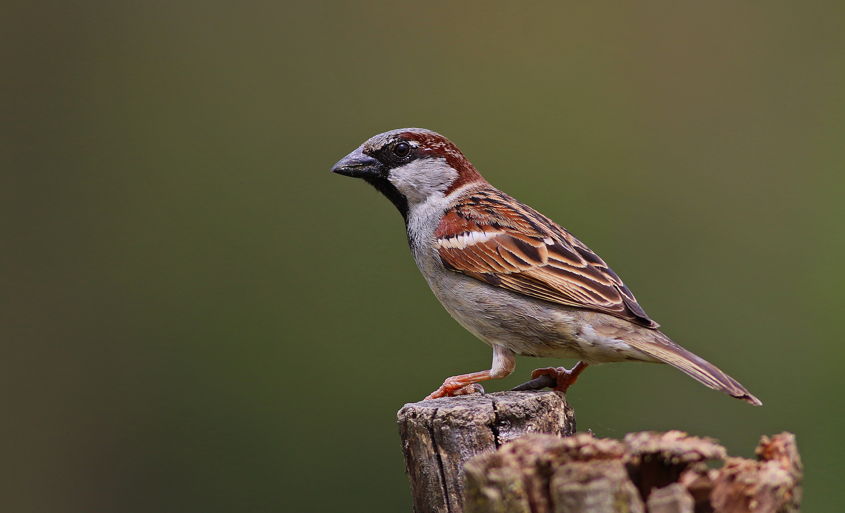 House Sparrow