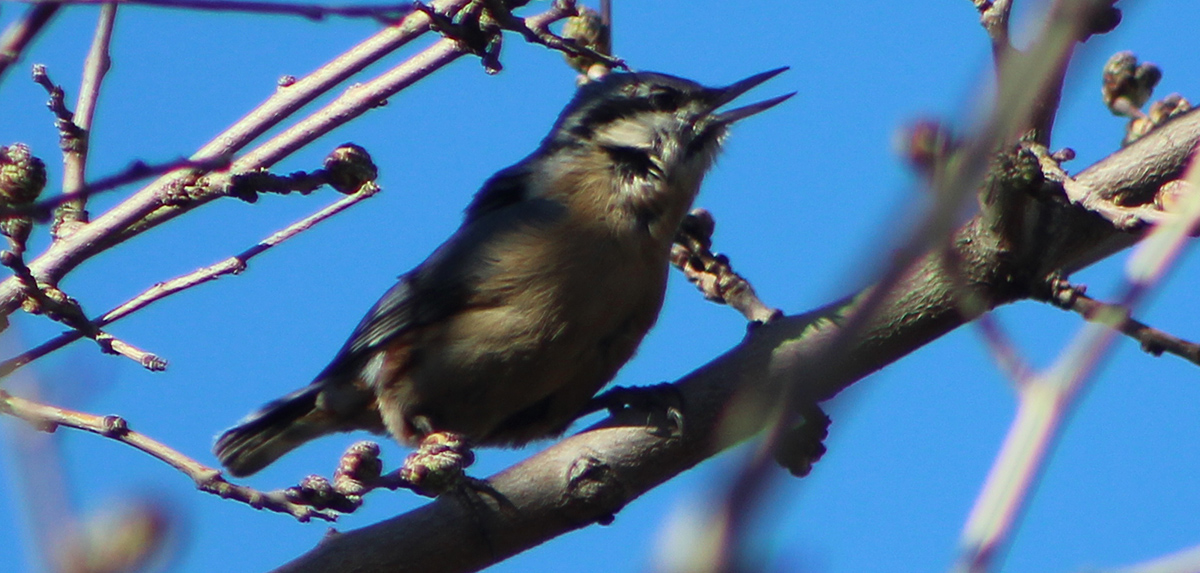 Eurasian Nuthatch — Ana fotoğraf