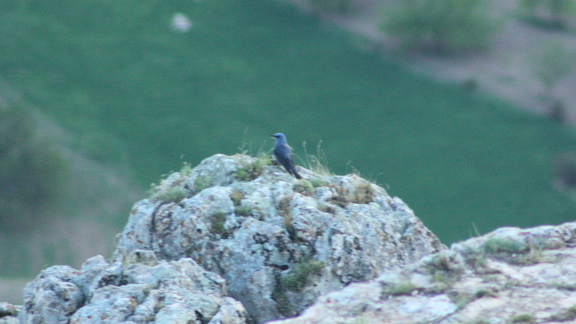 Blue Rock-Thrush