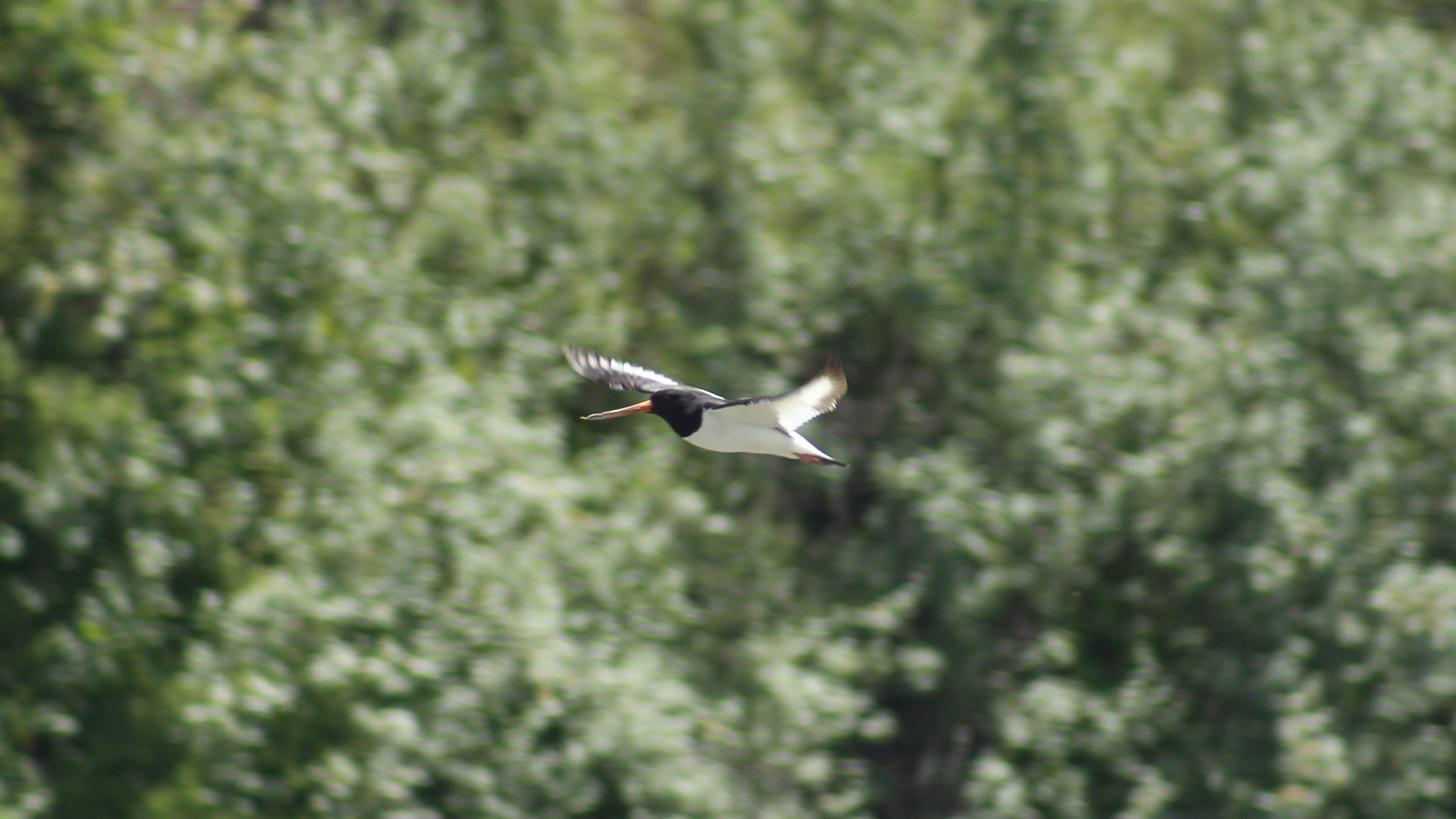 Eurasian Oystercatcher