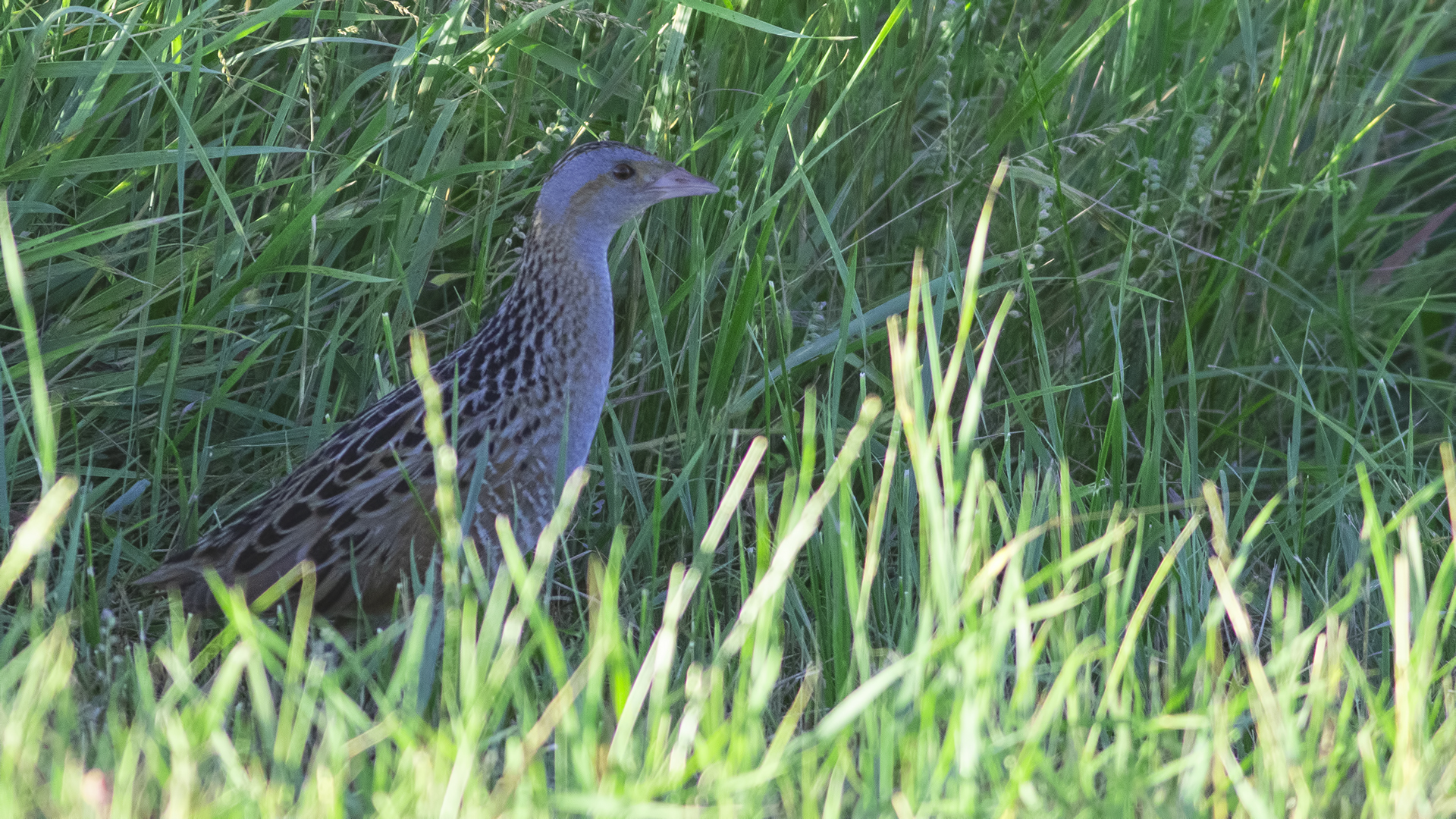 Corn Crake