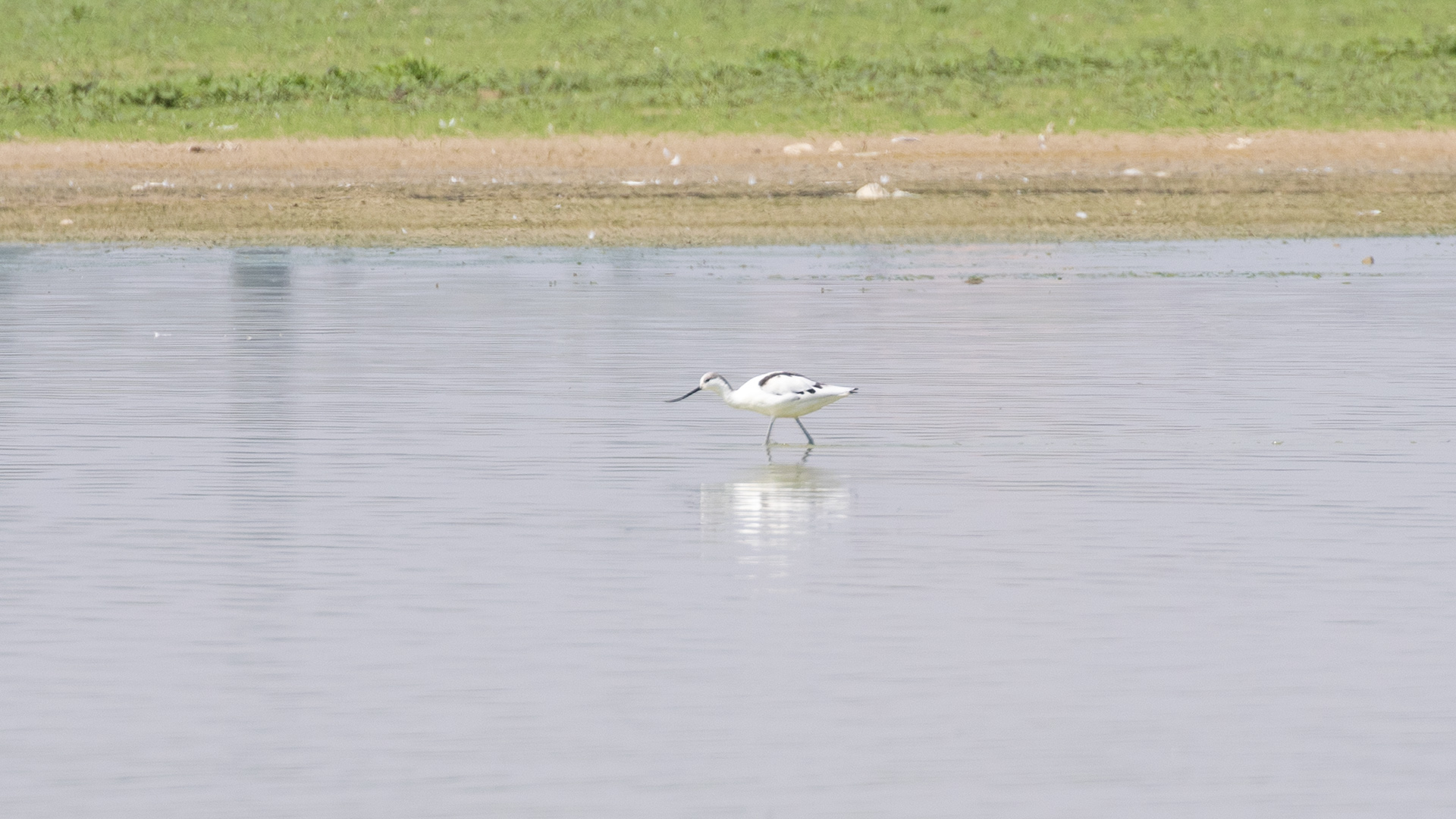 Pied Avocet