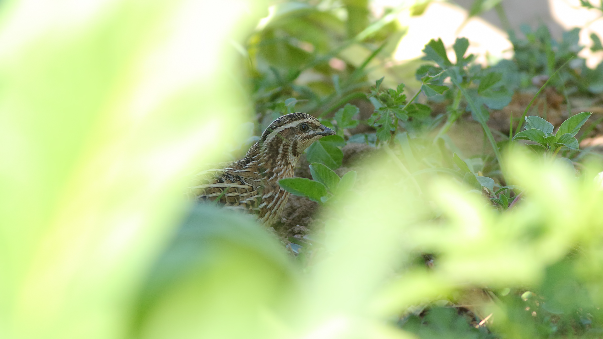 Common Quail