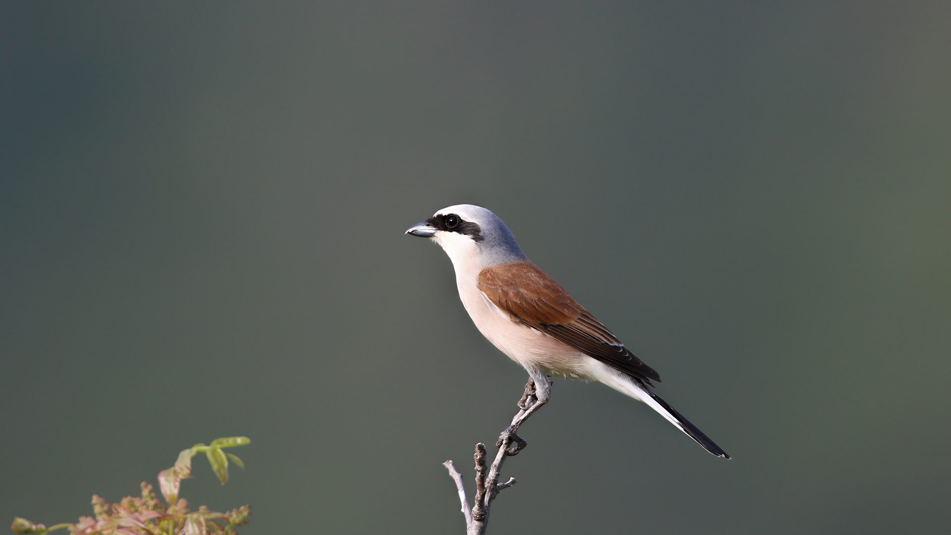 Red-backed Shrike