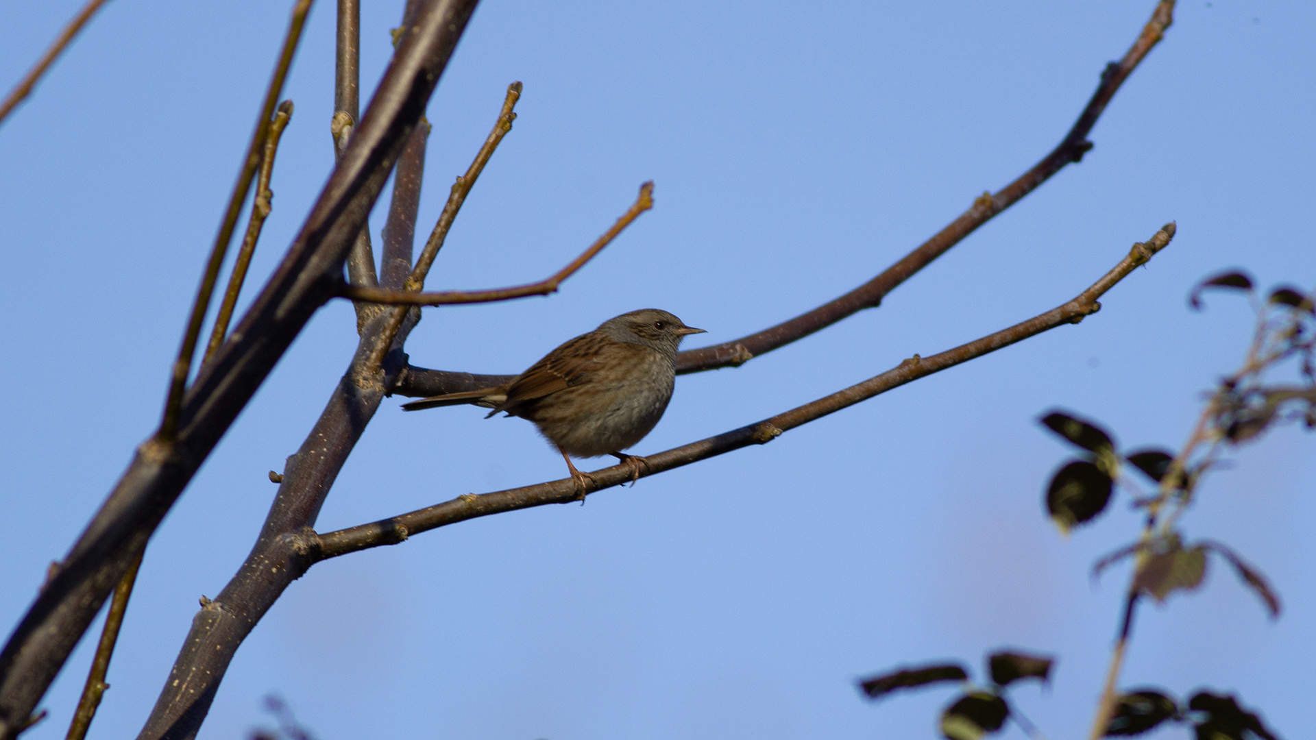 Dunnock