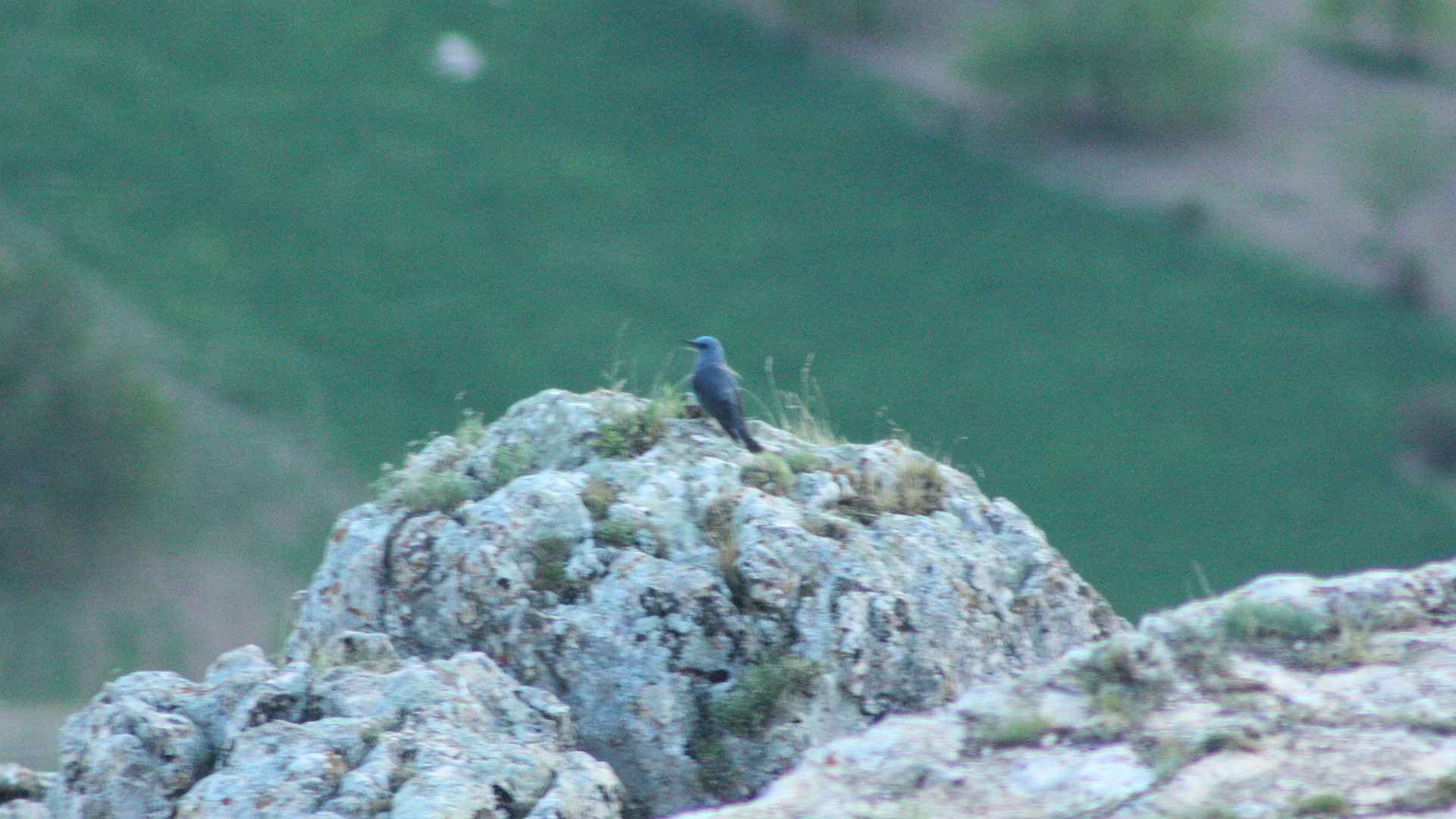 Blue Rock-Thrush