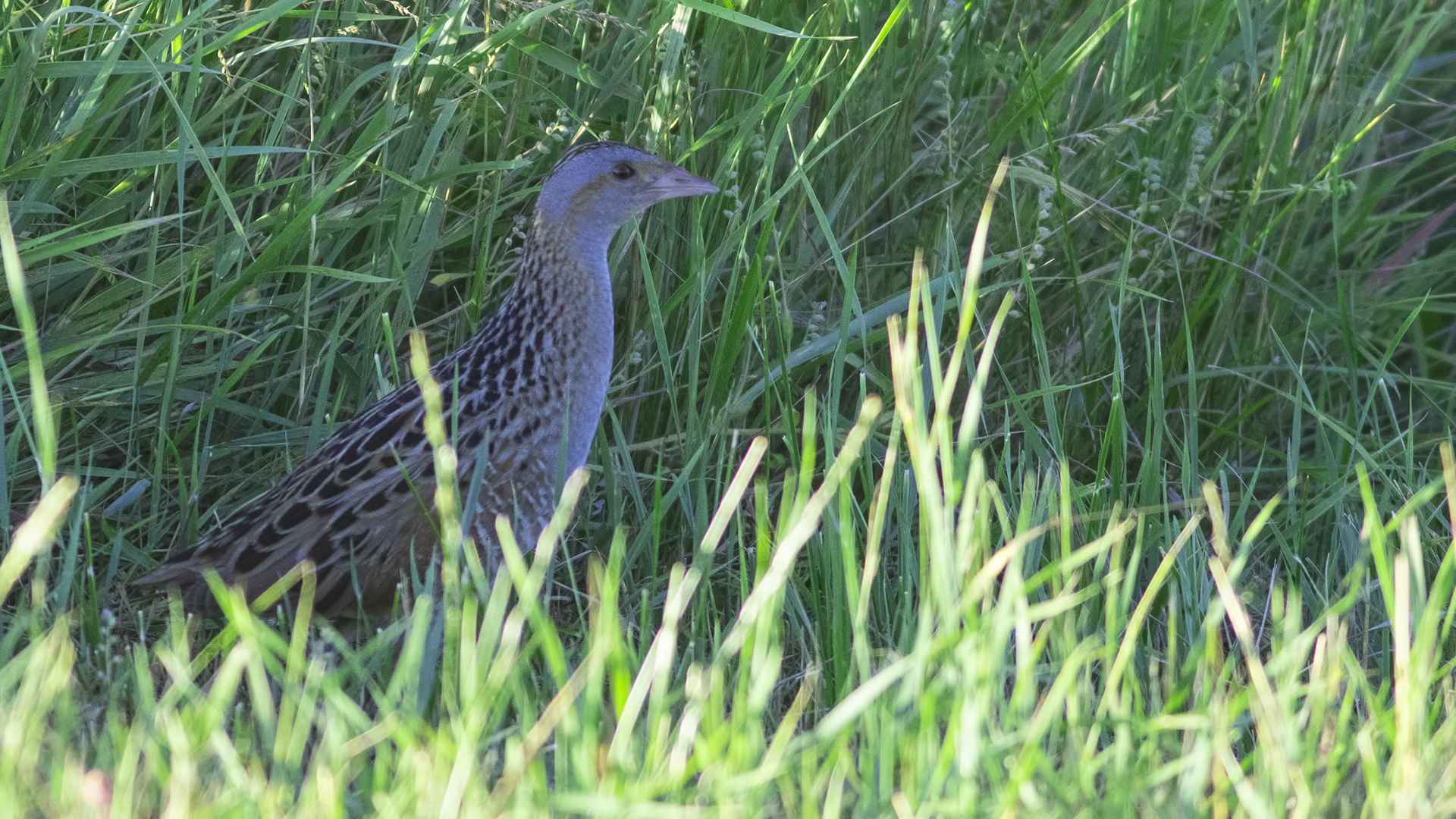 Corn Crake