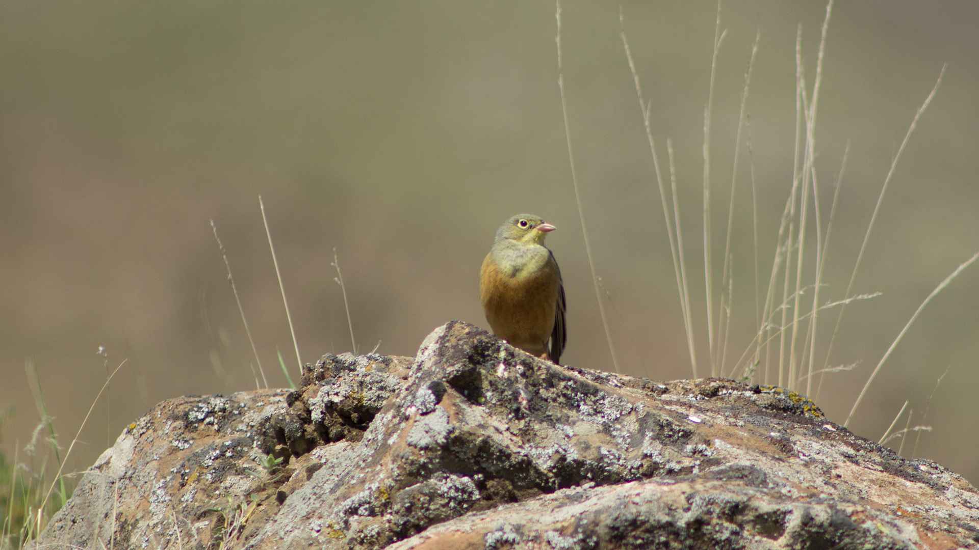 Ortolan Bunting