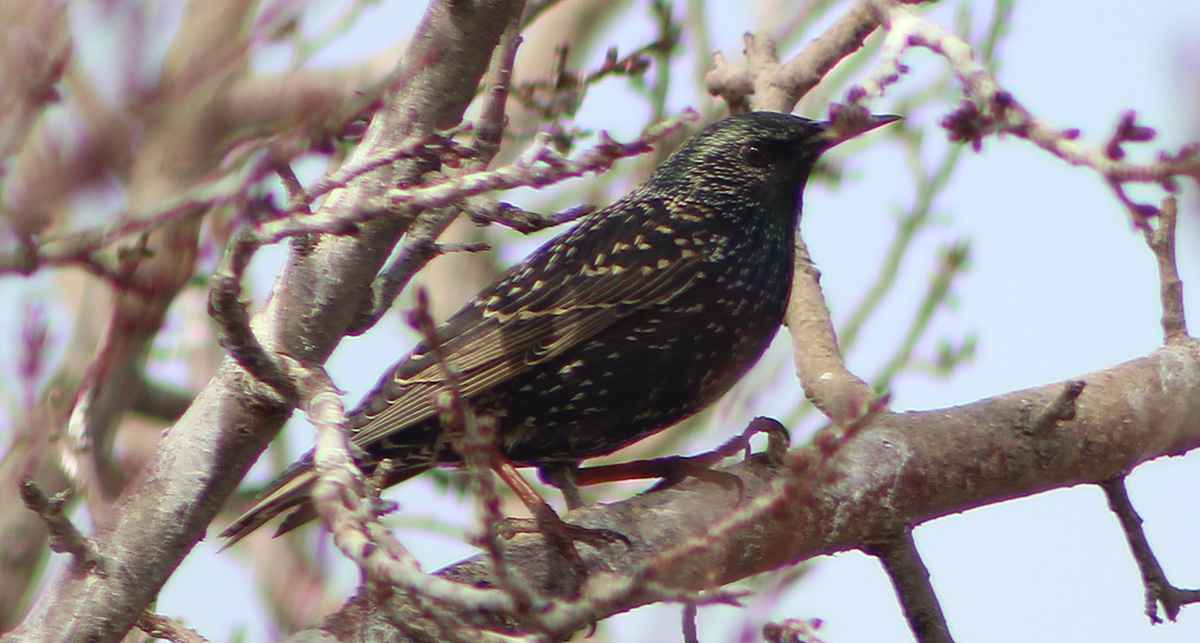 European Starling