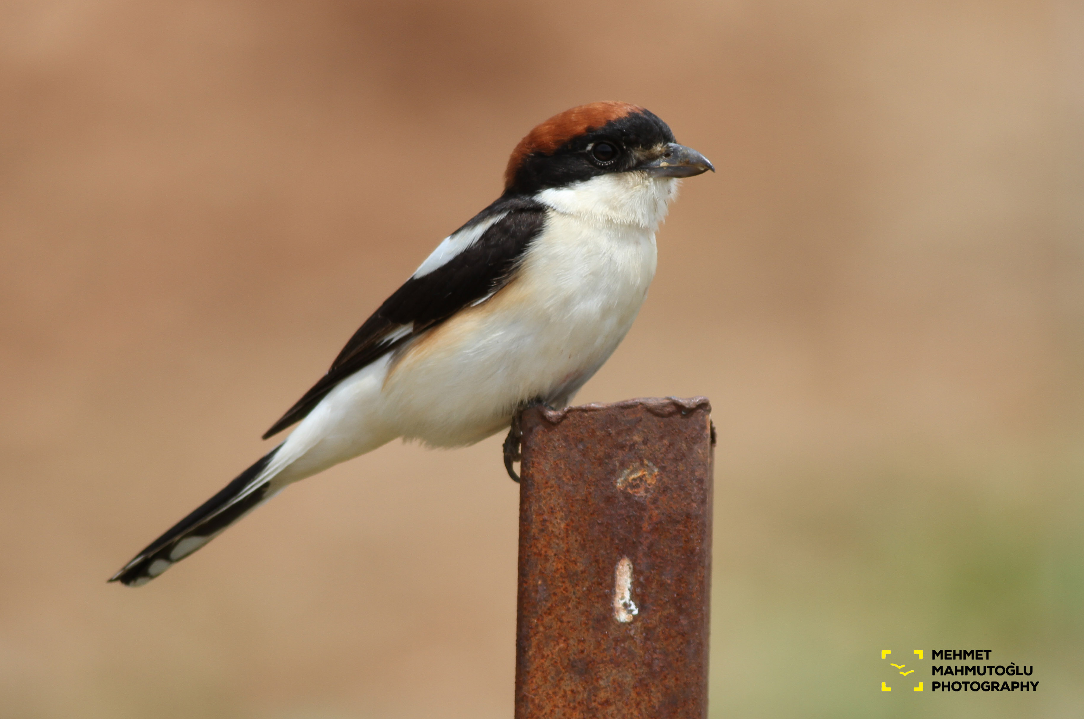 Woodchat Shrike