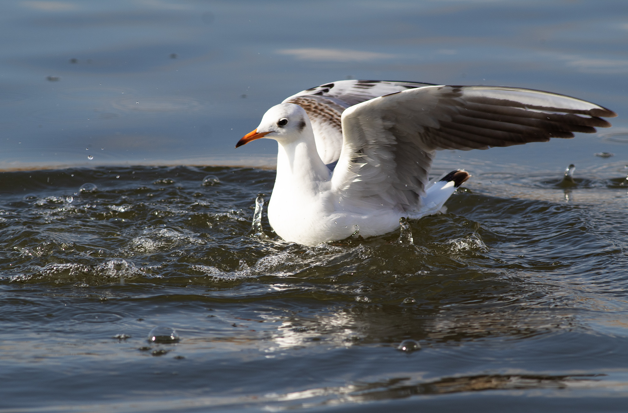 Black-headed Gull