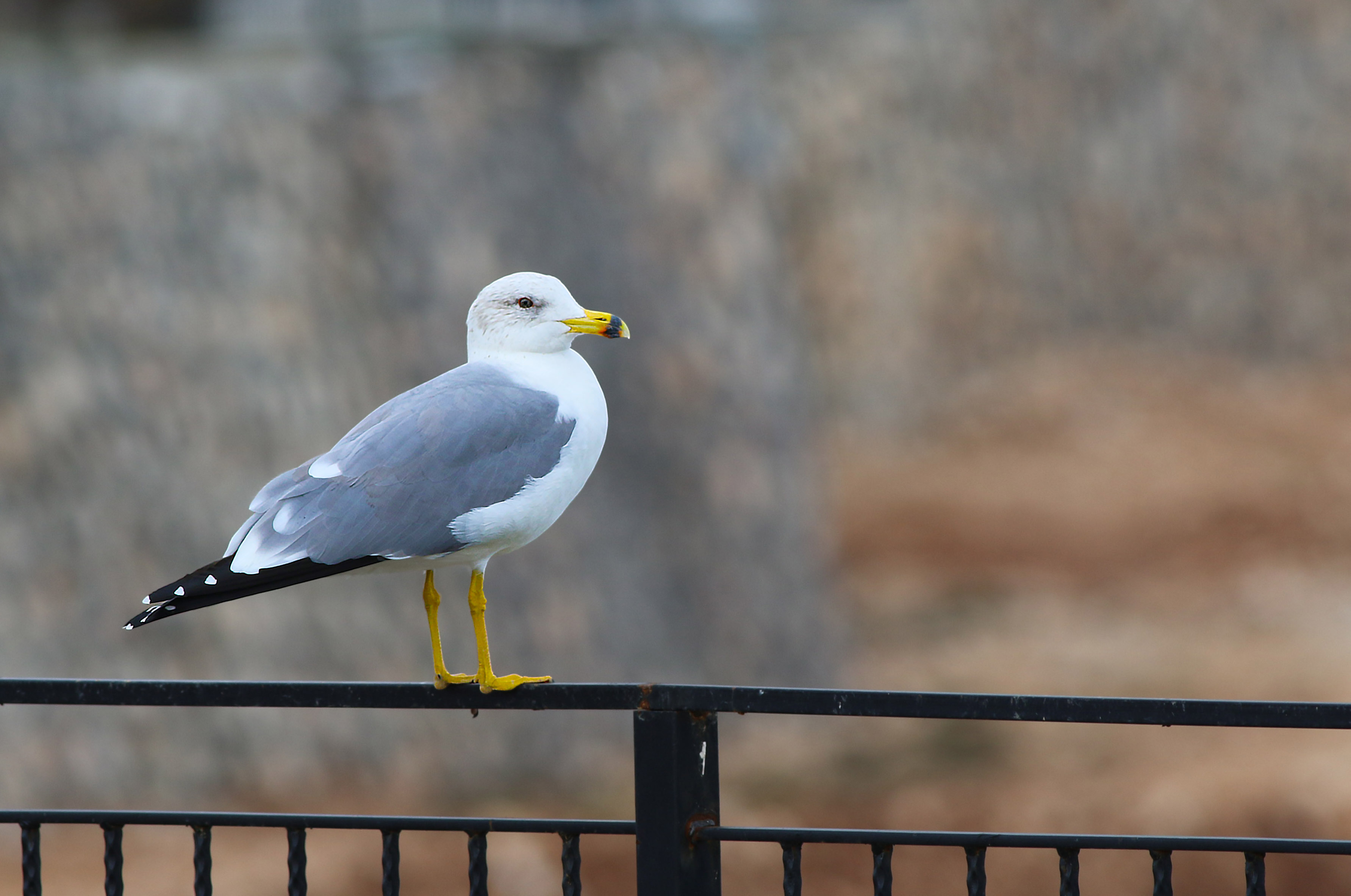 Armenian Gull — Ana fotoğraf