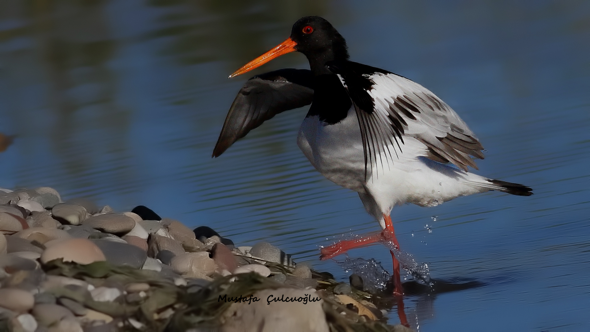 Eurasian Oystercatcher