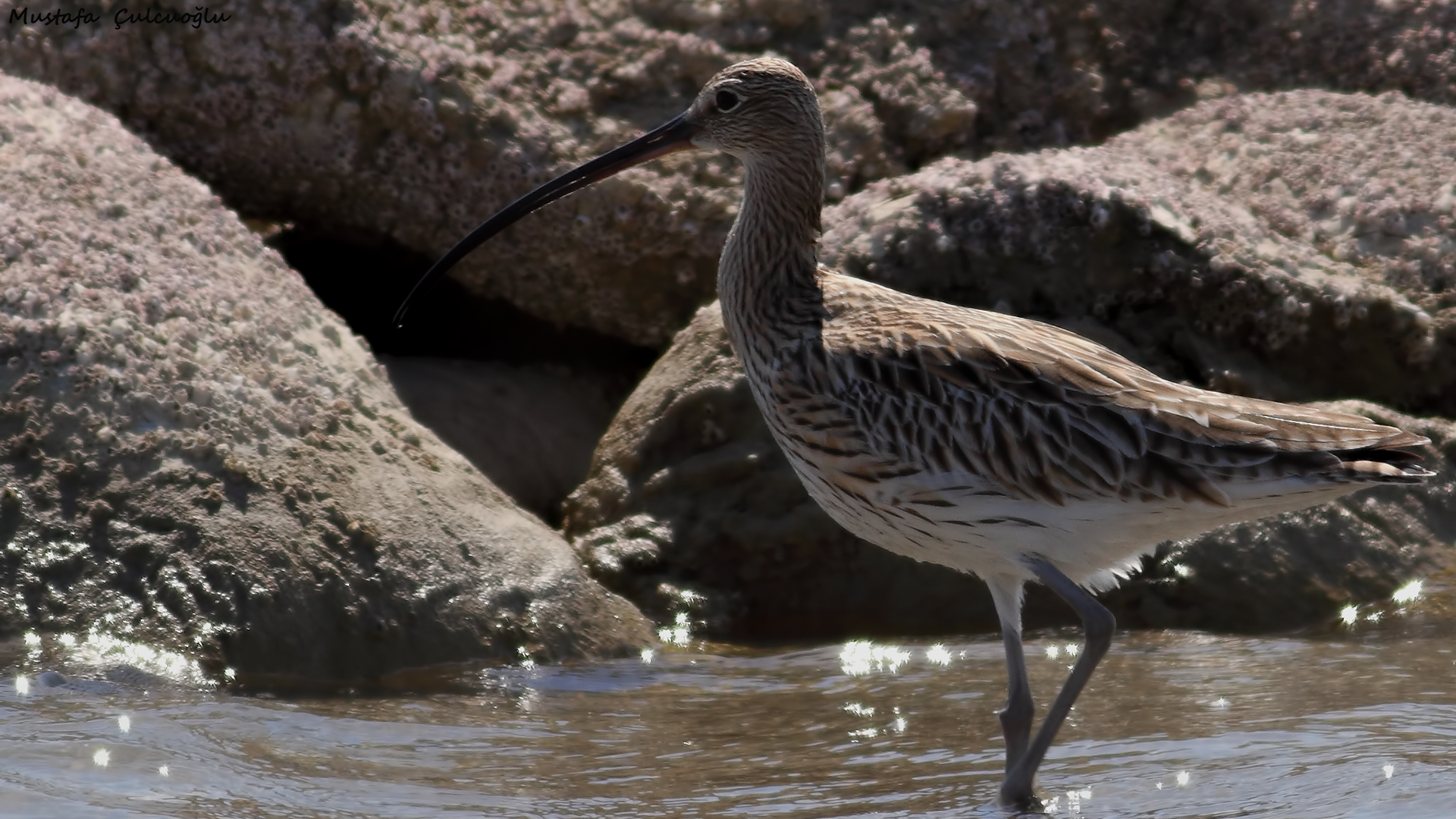 Eurasian Curlew
