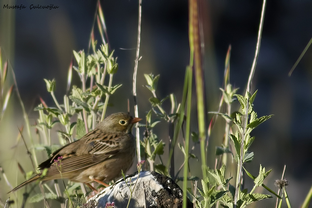 Ortolan Bunting