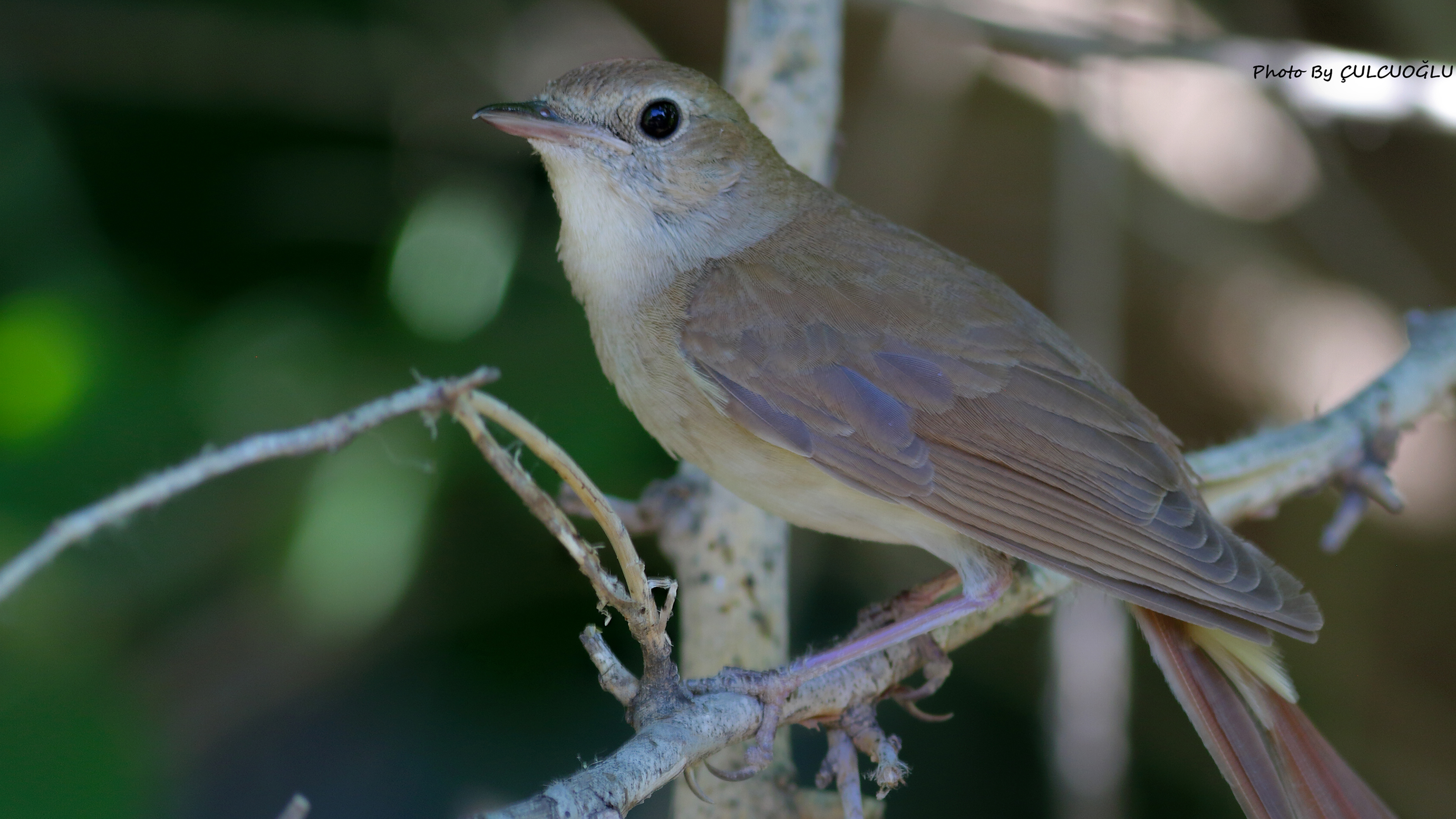 Common Nightingale